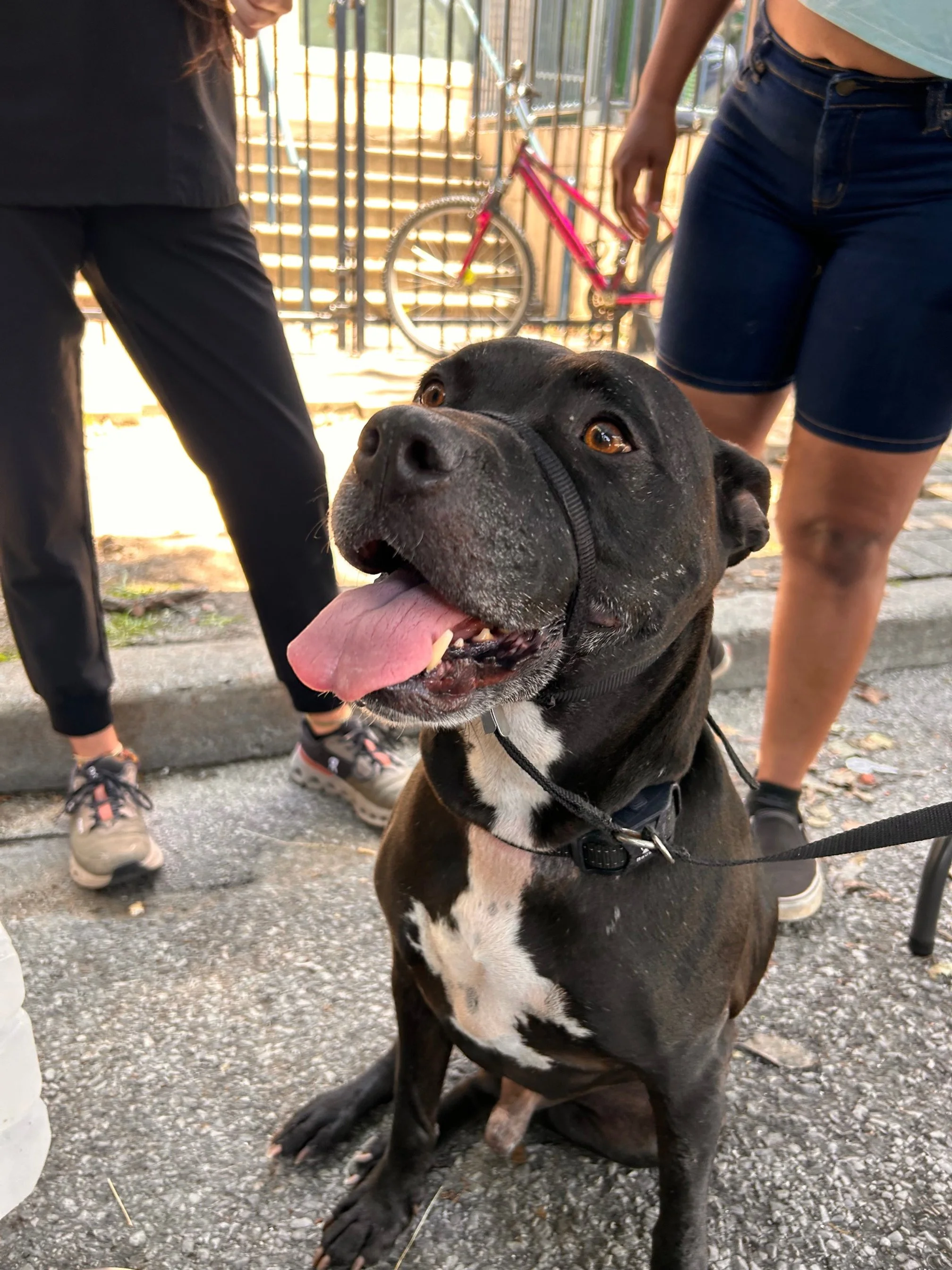 Mobile Clinic for the Pets of the Unhoused