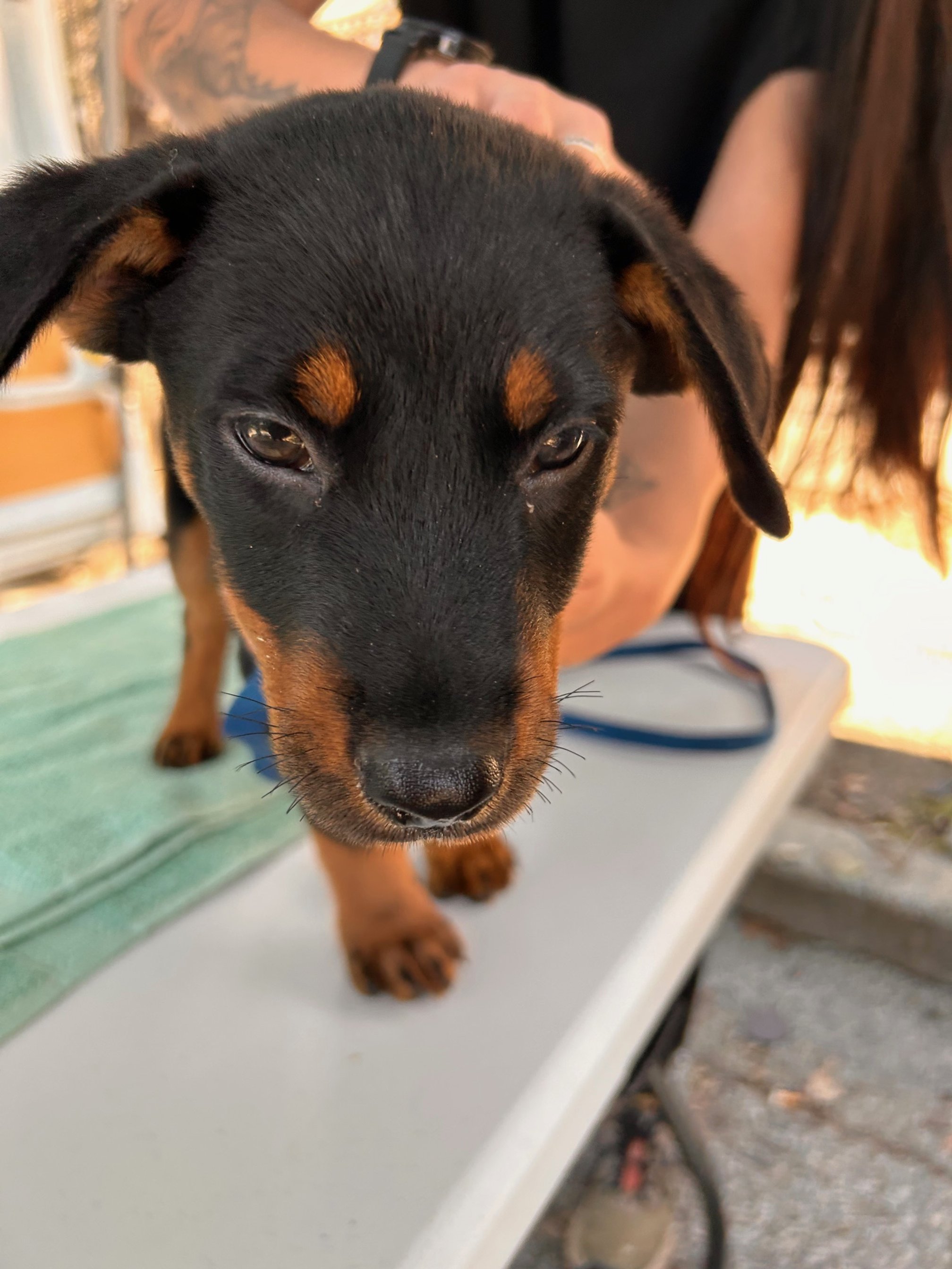 Mobile Clinic for the Pets of the Unhoused