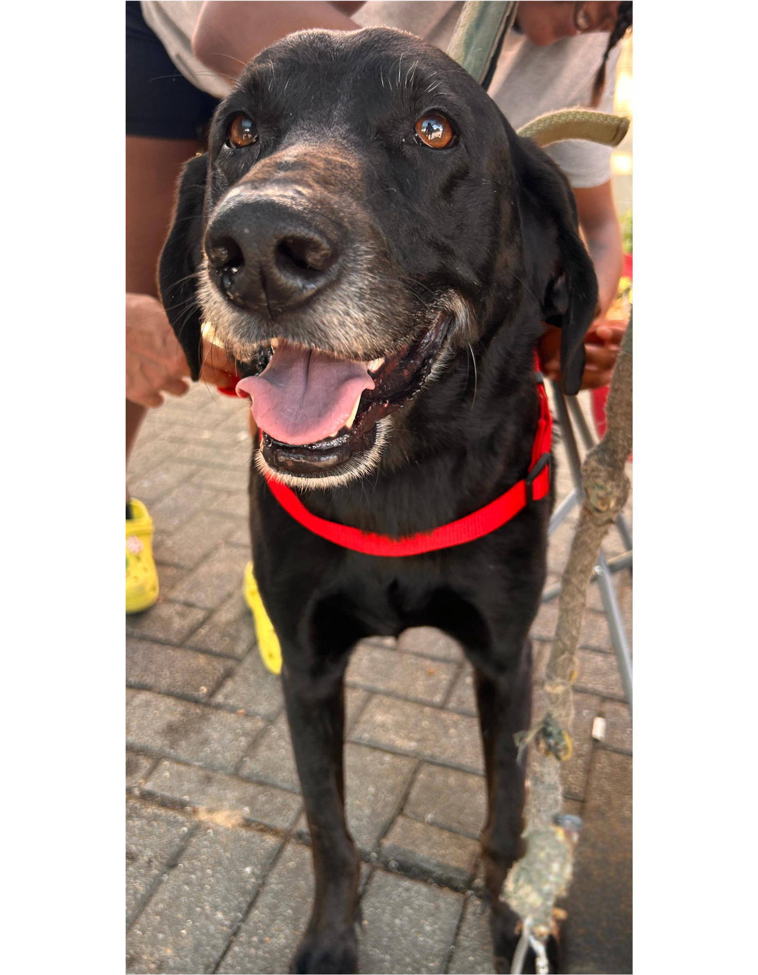 Mobile Clinic for the Pets of the Unhoused