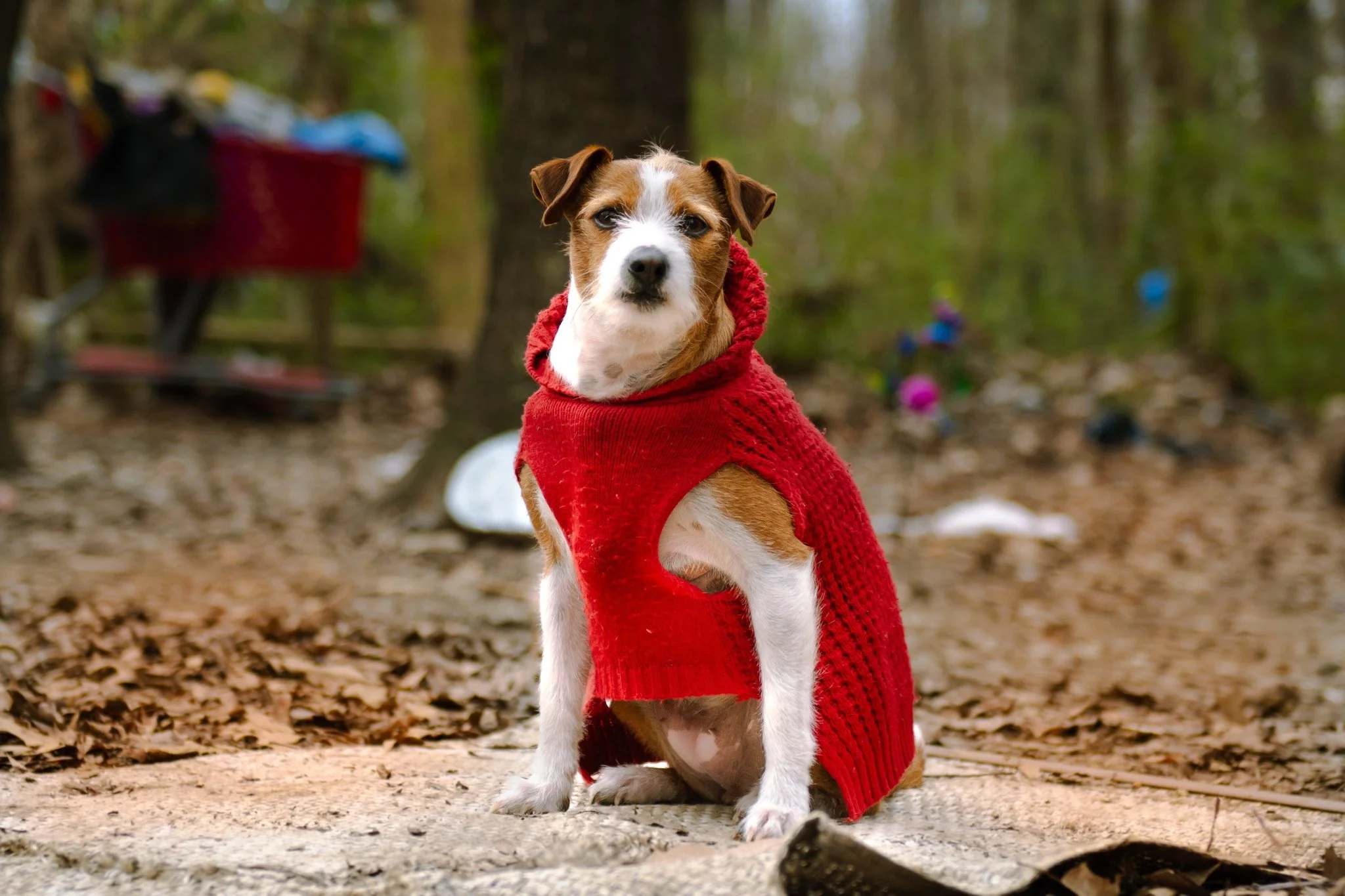 Mobile Clinic for the Pets of the Unhoused