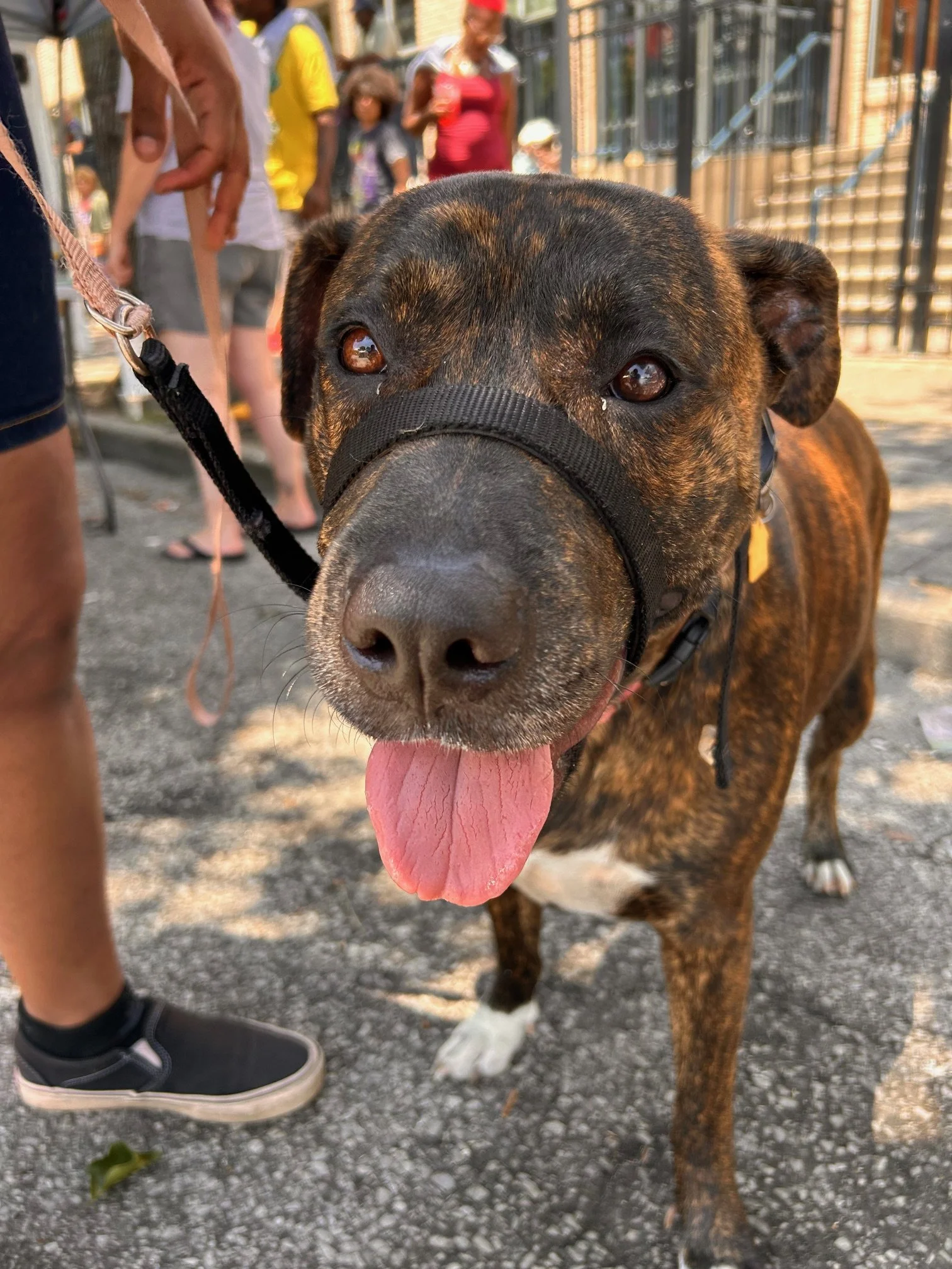 Mobile Clinic for the Pets of the Unhoused