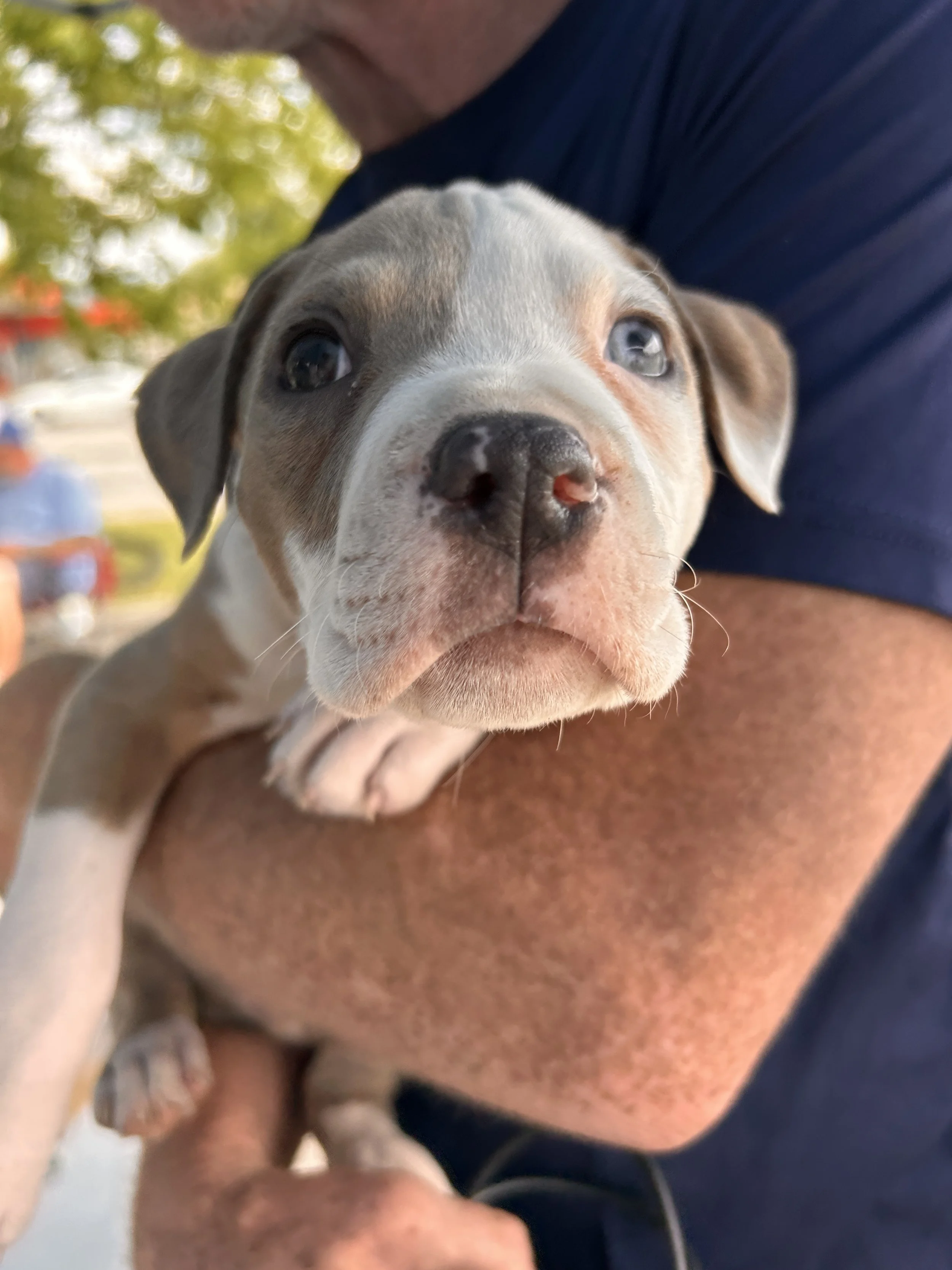 Mobile Clinic for the Pets of the Unhoused