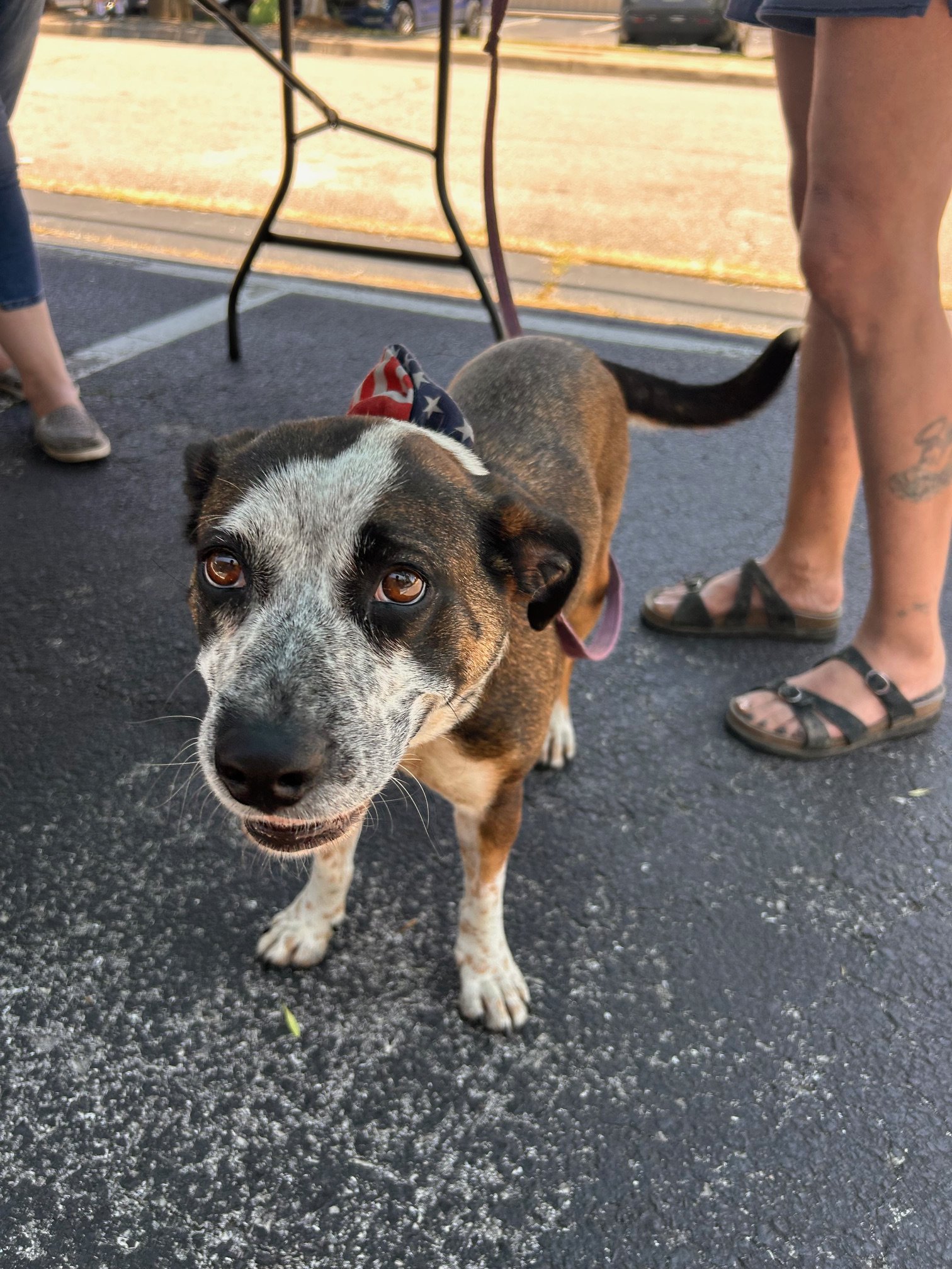 Mobile Clinic for the Pets of the Unhoused