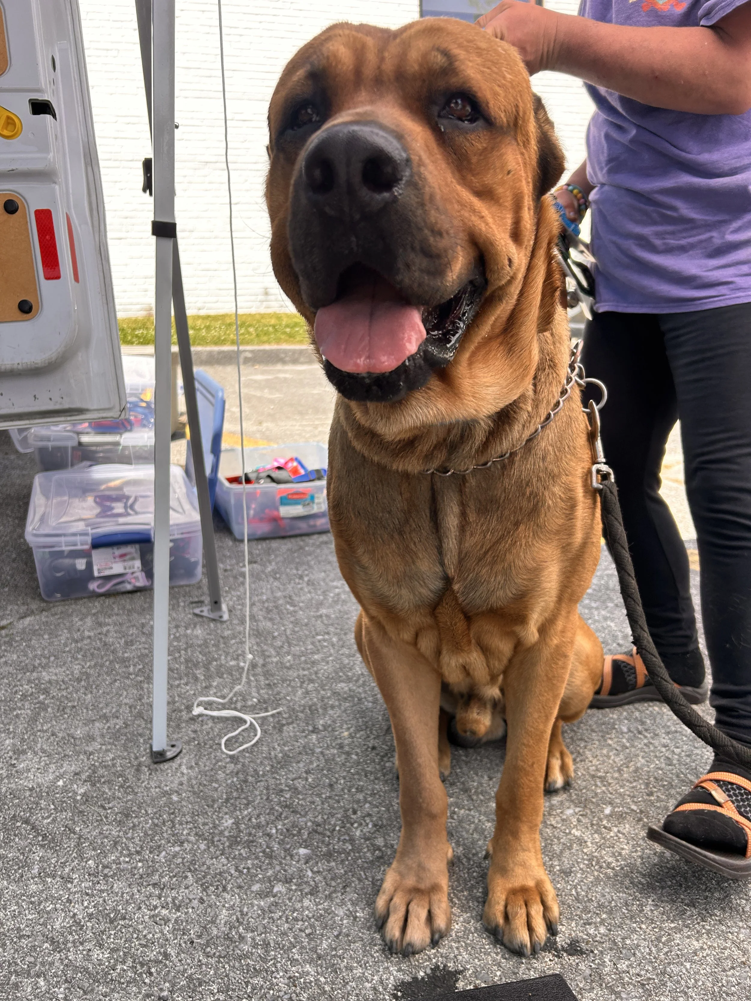 Mobile Clinic for the Pets of the Unhoused