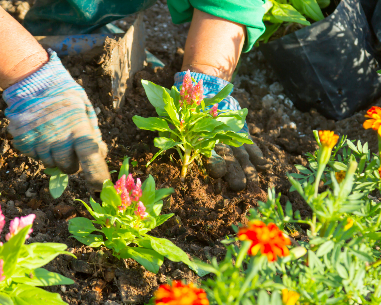 The Full Radish: Garden Maintenance