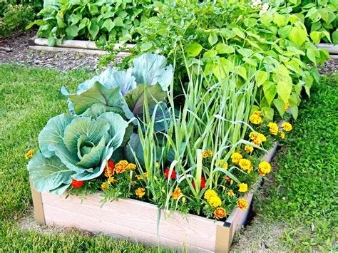 Get Growing - Crop Rotation Plan
