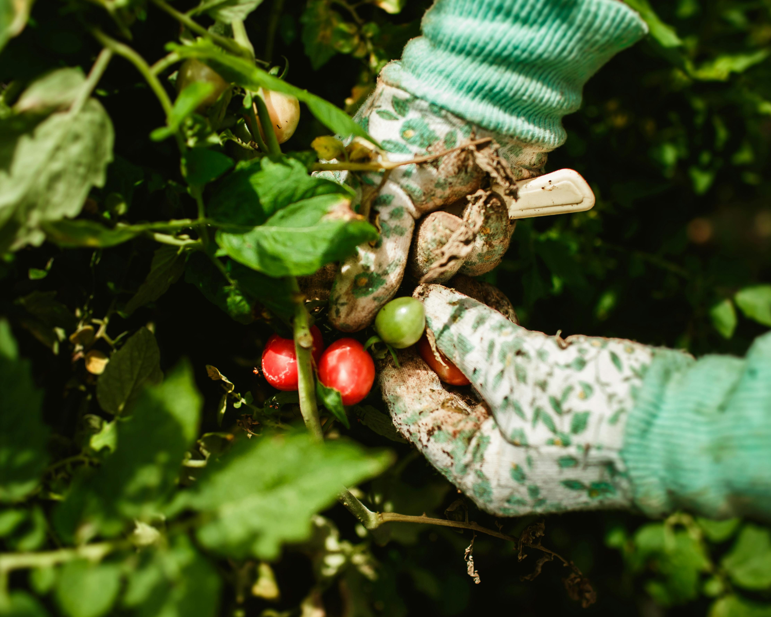 Get Growing: Crop Rotation Plan