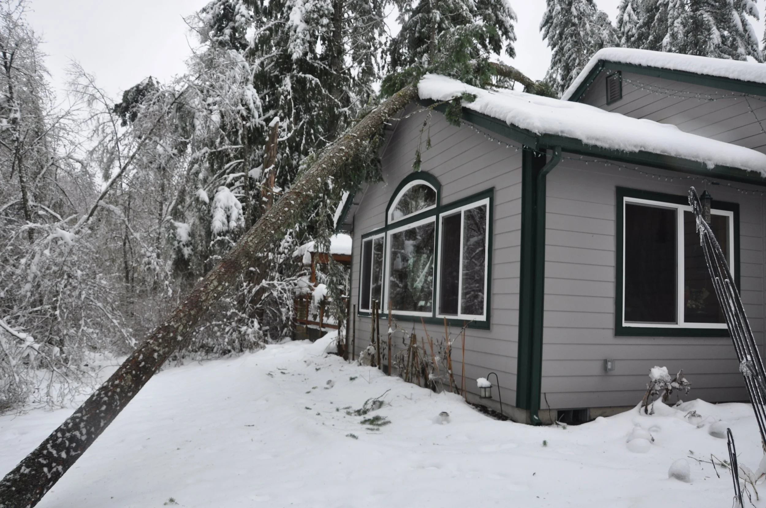 Snow and ice weighing down tree branches near a house during a Pennsylvania winter storm.