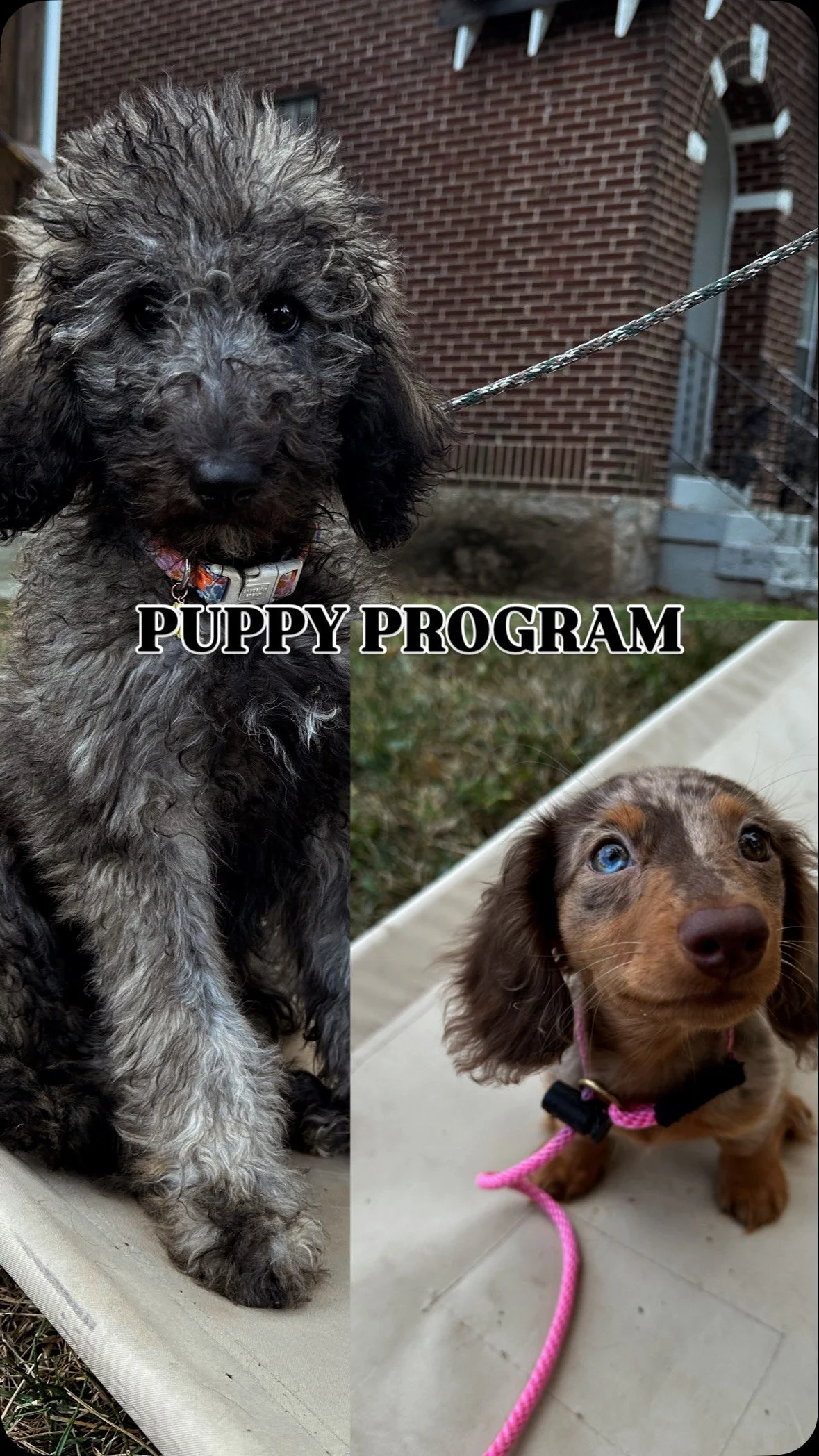 First day feels, every day 🐶 Birdie & Toast are crushing their training 🎉 #nashvilledogtrainer #puppytraining #reels