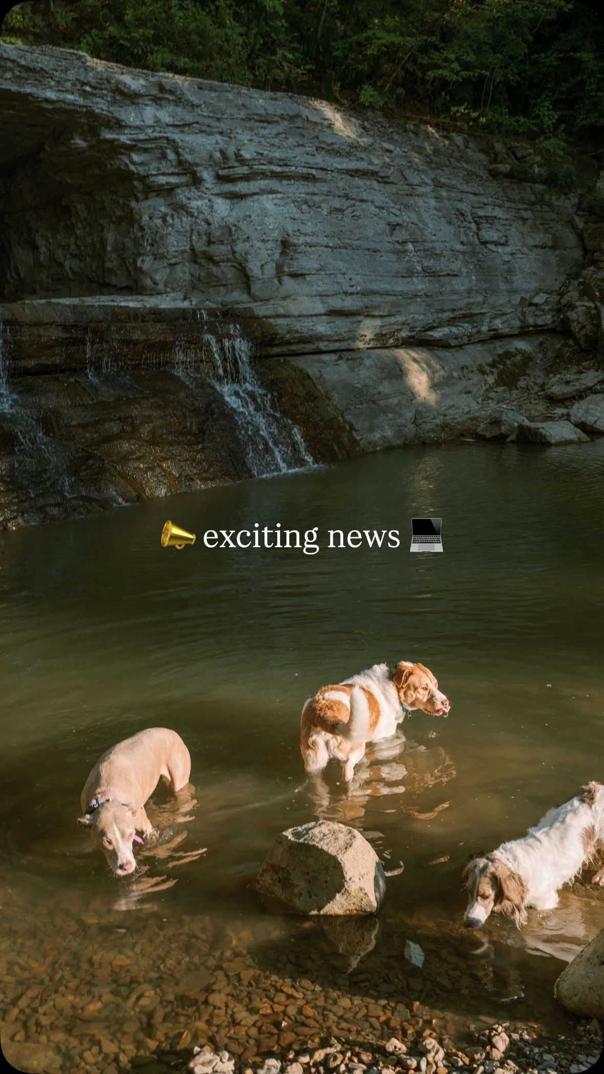 📣 WE ARE LIVE 💻
•
We’ve been hinting at the release of this project for quite sometime now! Sharing our story, our clients stories & our mission is super important to us. Check out the link in our bio to learn more 🫶🏼🐾 Interested