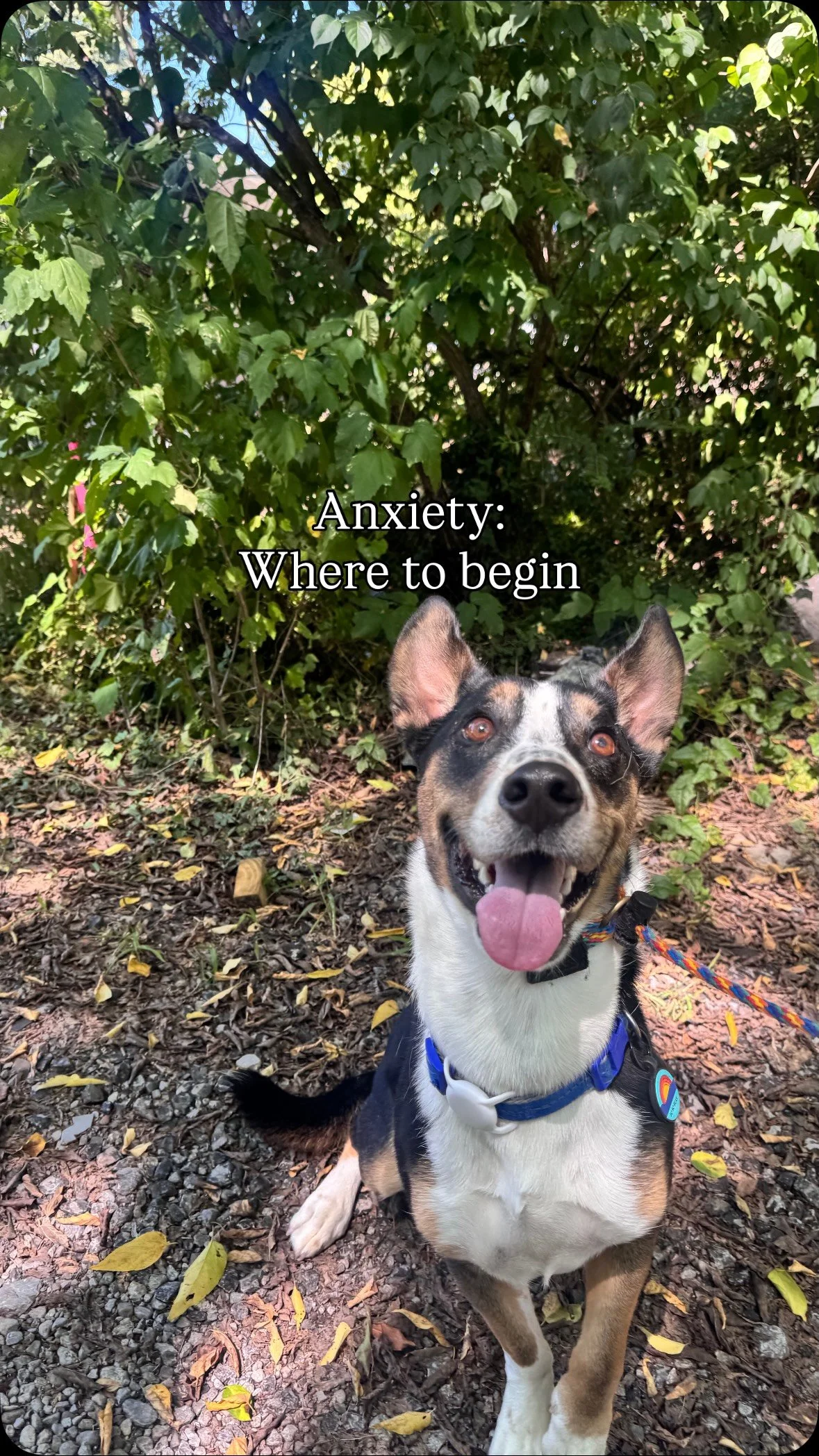 Many parents miss the mark when it comes to anxiety in their pups 🐾 — too much pressure or none at all can actually reinforce unsafe and unhealthy behaviors.
Start small, celebrate the little victories, and focus on building a healthier minds