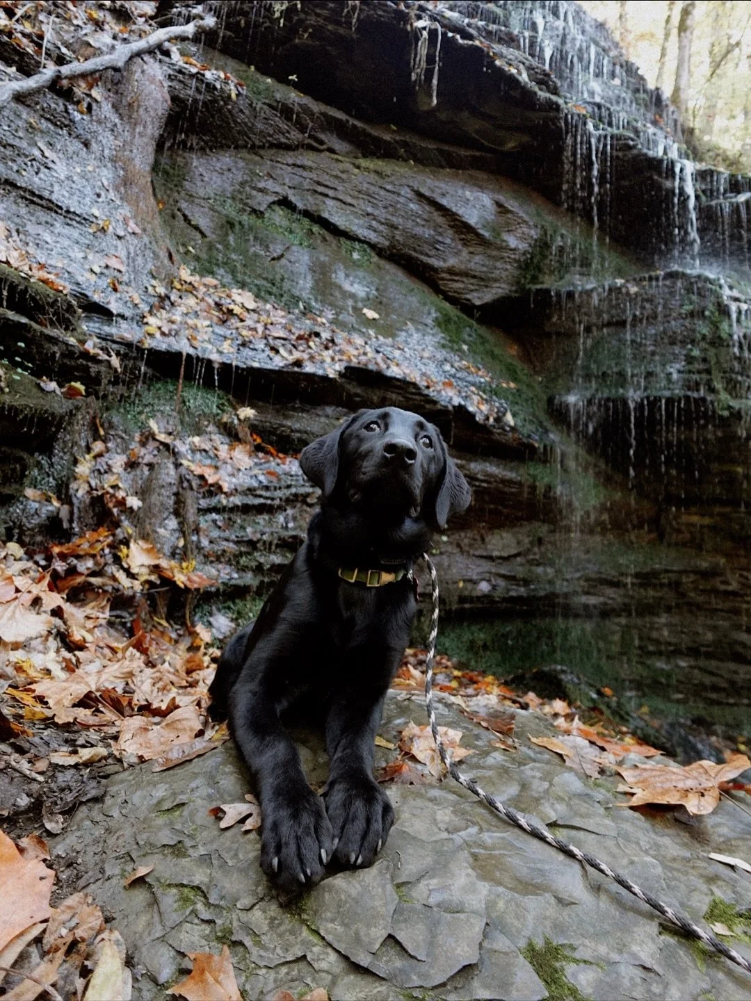 New month, new pack, same adventure energy! 🌲🐾
These pups crushed their first adventure together &mdash; hiking, training, while building confidence and independence along the way.

📍Fall Hollow Waterfall

Want your dog to join in on the journey? 