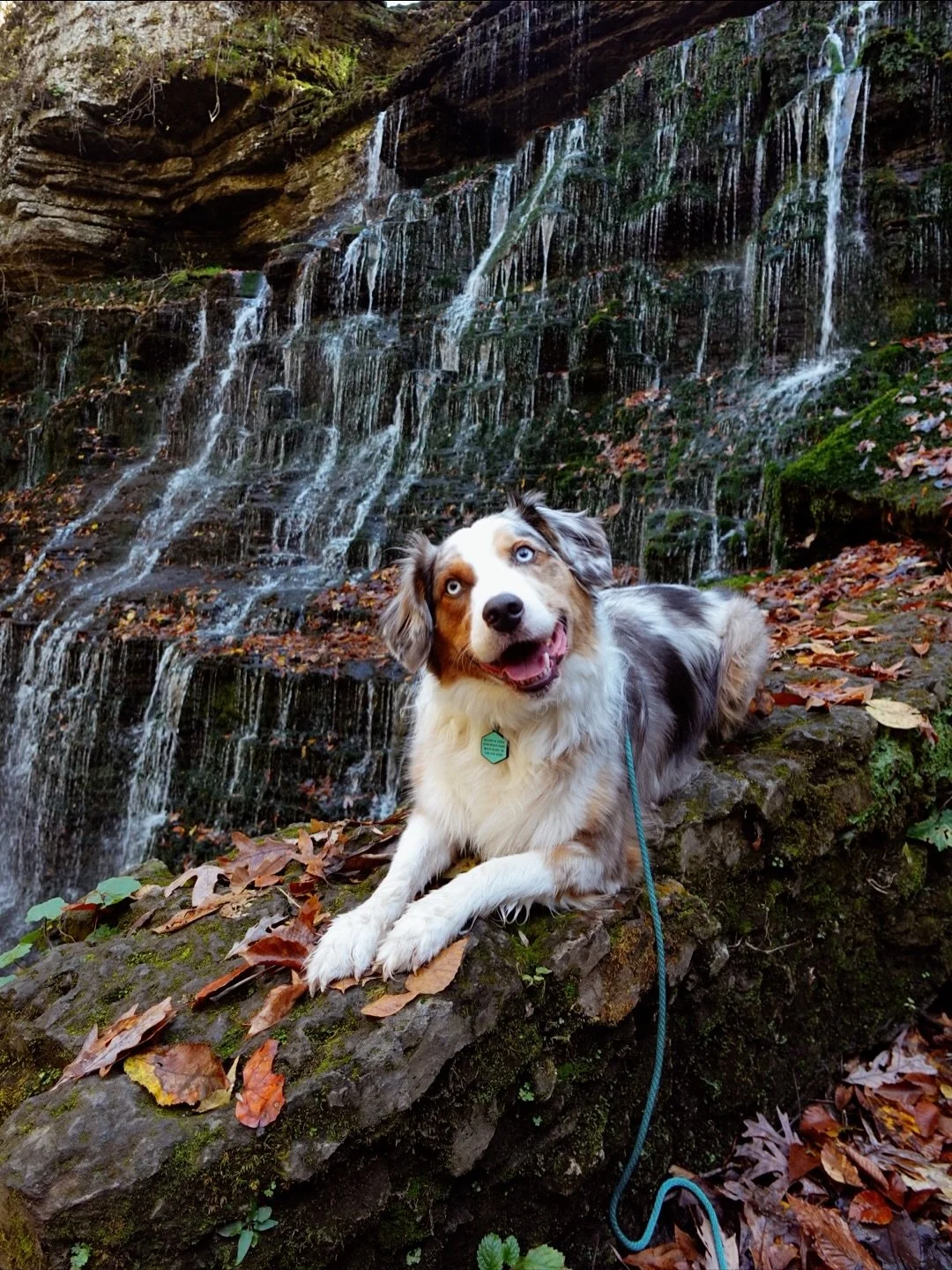 Pack Hike Recap 📸

What it&rsquo;s about 🙋🏼&zwj;♀️: a chance to build confidence, consistency, and connection &mdash; together as a pack. 🌿

Our pack hikes are free community walks designed for owners and their dogs to explore new environments, s