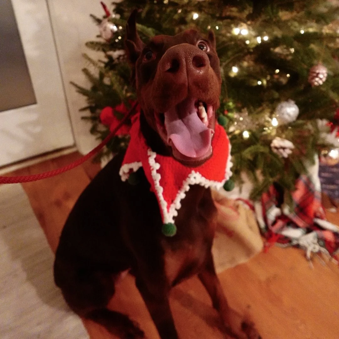 Merry Christmas from our holiday crew to you ❤️🎄🐾