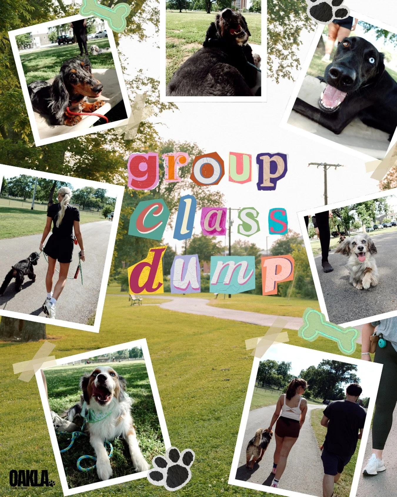this past weekends group class was a hit 🤩🫶🏼🌲 #dogtrainer #groupclass #nashville