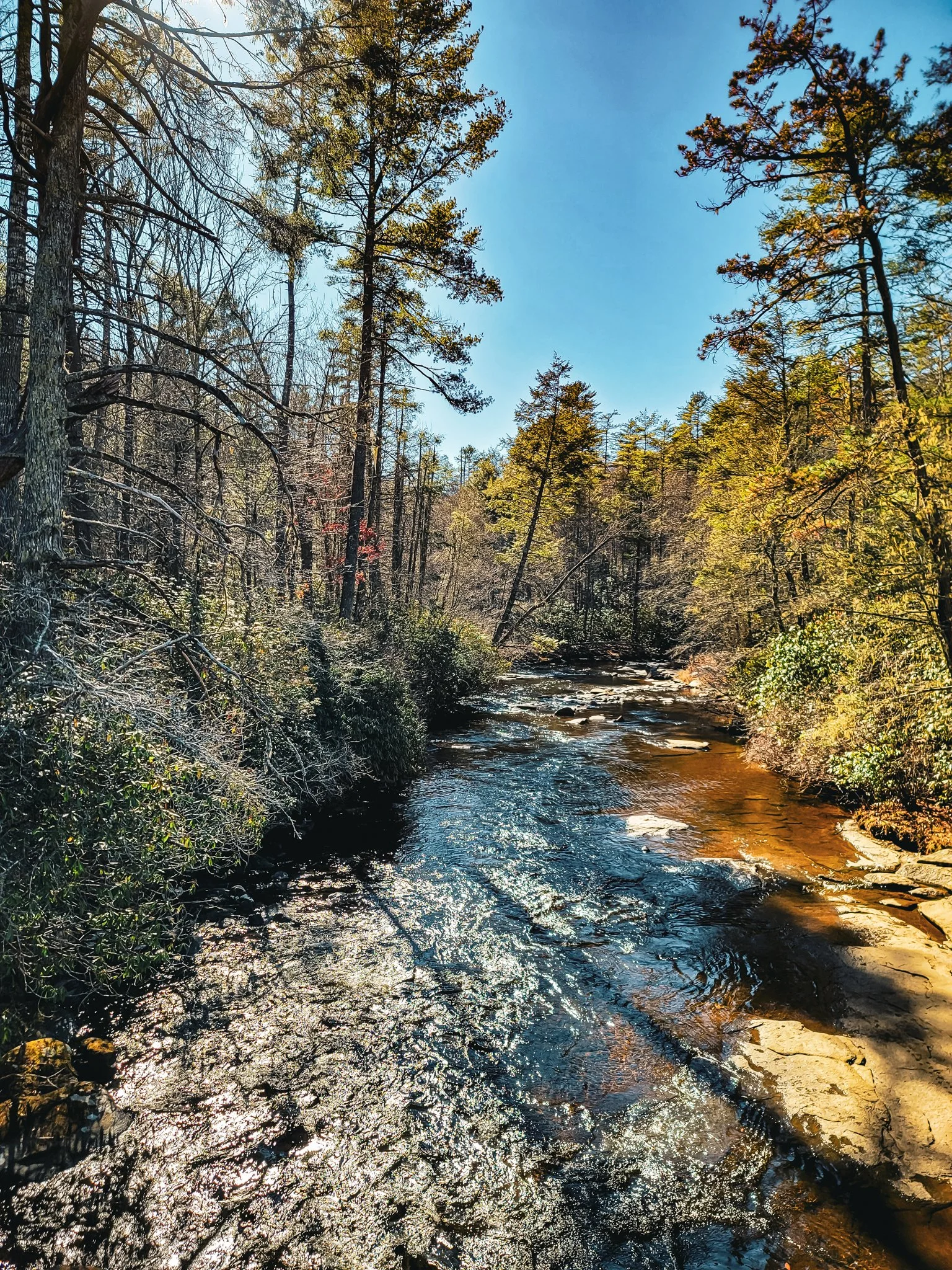 A forest creek flowing through a wooded area with tall trees and a clear blue sky.