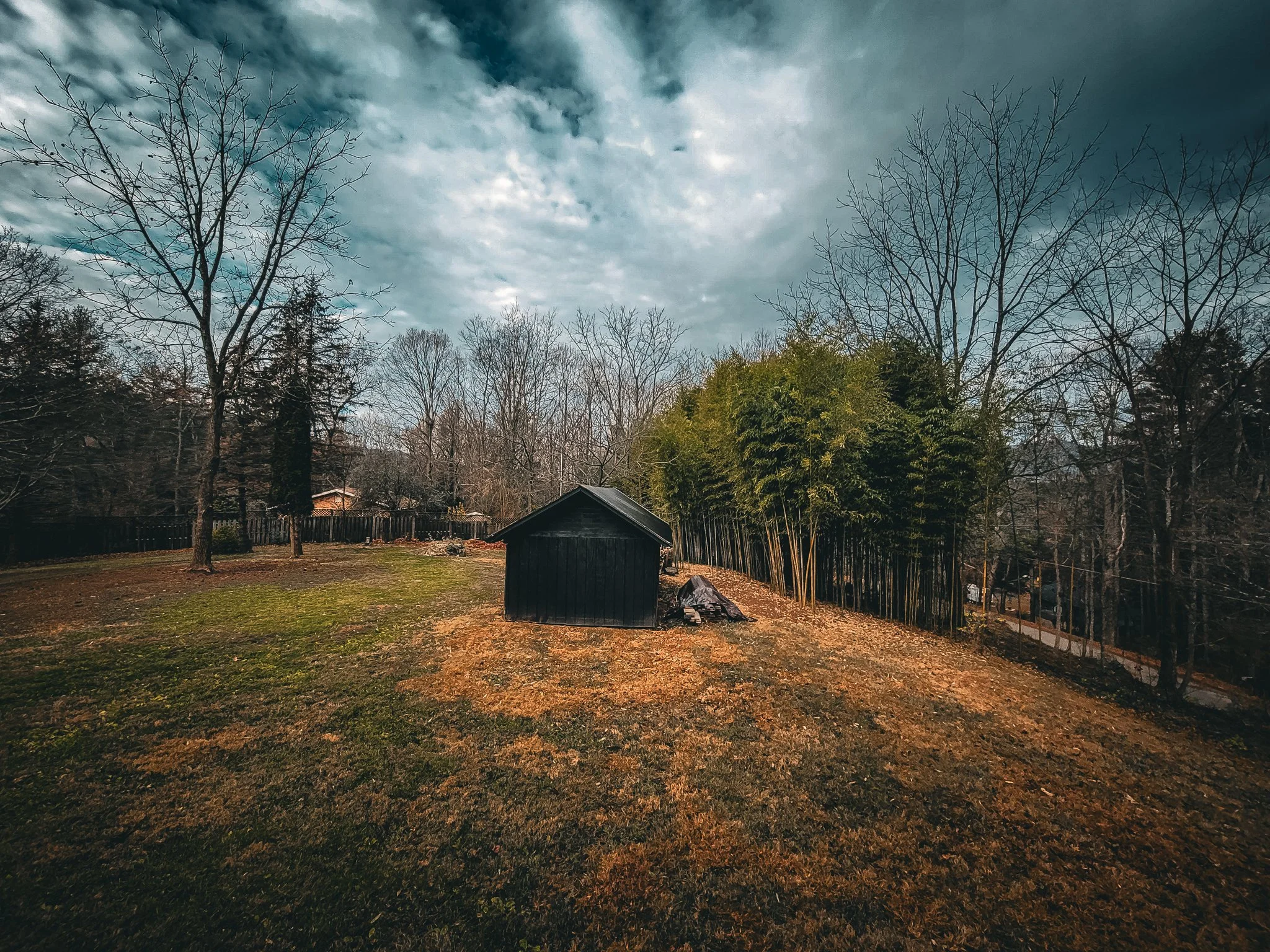 A backyard with a grassy lawn, leafless trees, a small black shed, and a bamboo cluster on the right under a cloudy sky.