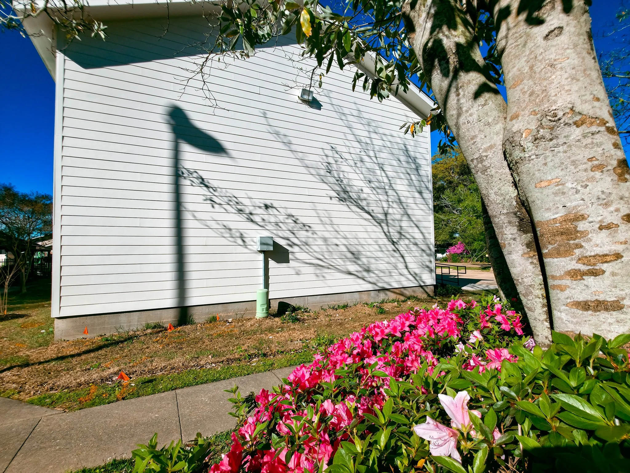 Shadows of a streetlight and tree branches cast on the side of a white building with siding. Pink flowers and green foliage in the foreground, a sidewalk, and a large tree trunk on the right.