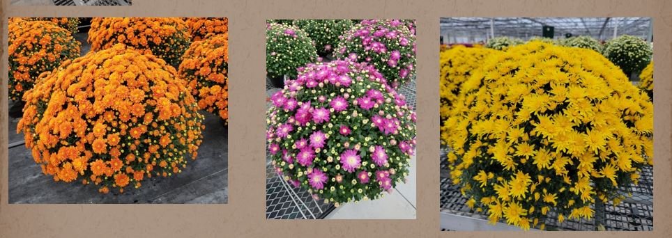Fall Mum Fundraiser (Pollinator & Native Plant Gardens)