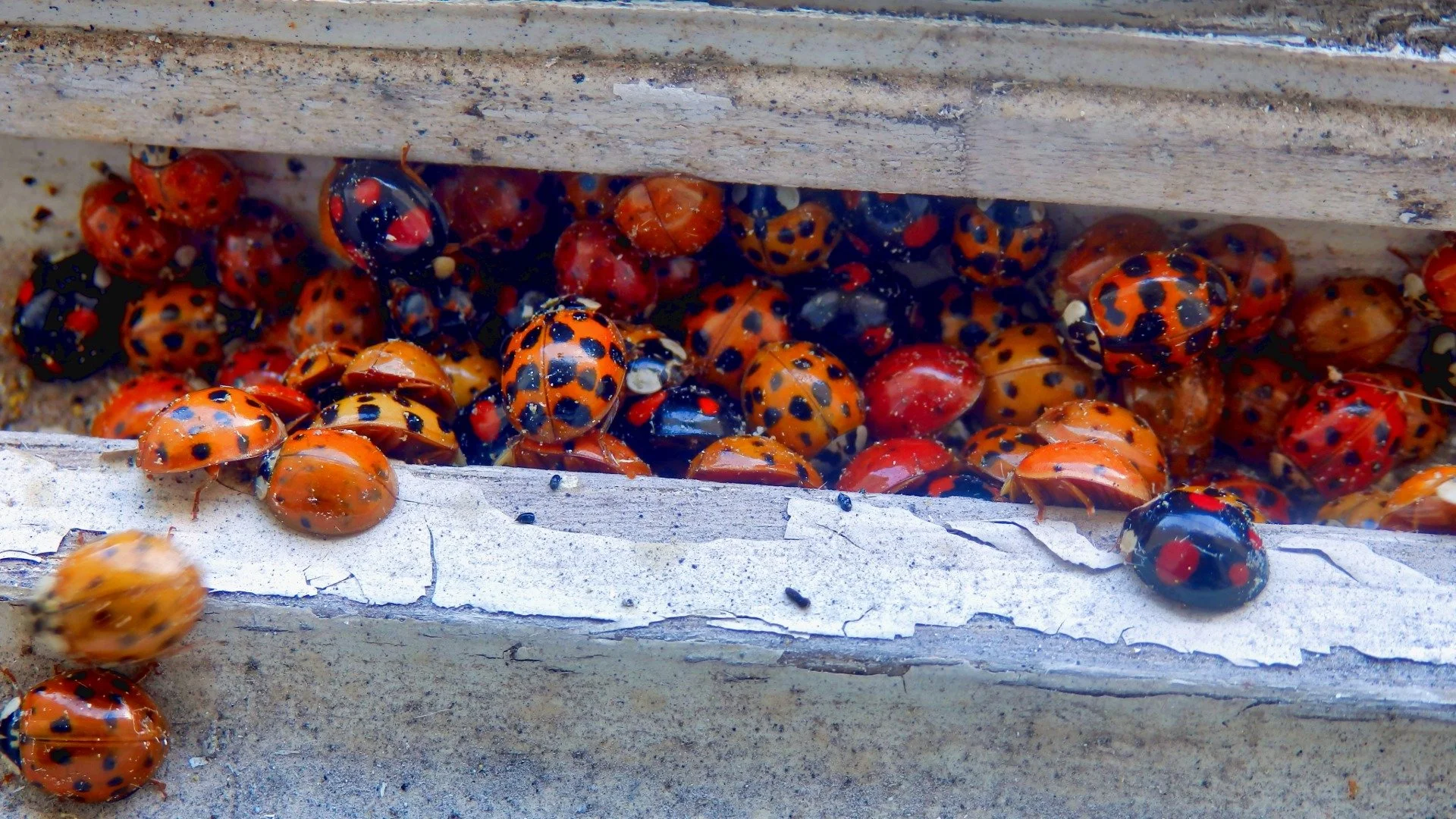 Invasive Harlequin Ladybirds in UK Homes: ID, Risks &amp; What to Do