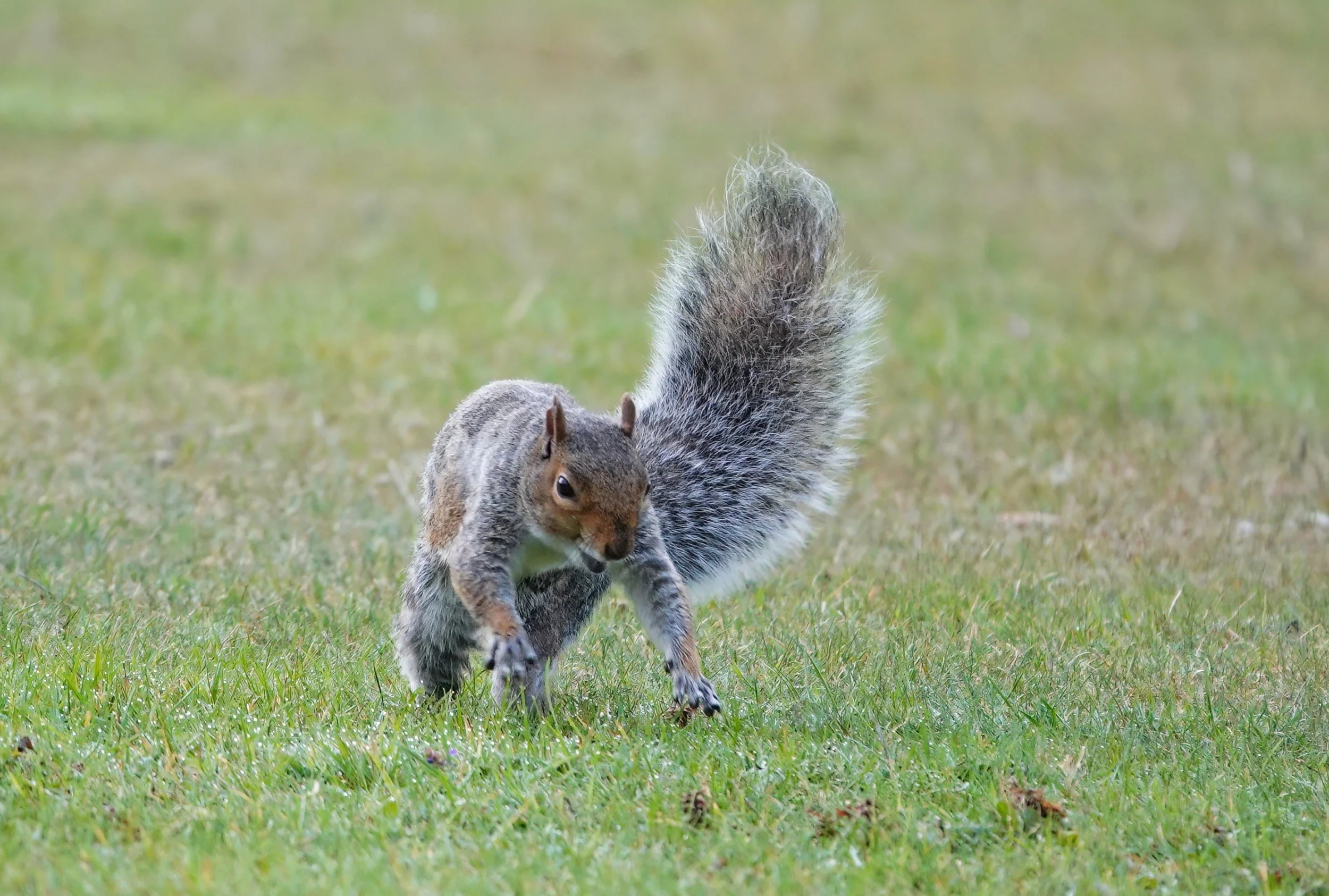 Squirrels in Lofts: Noises in the Roof and What You Should Do