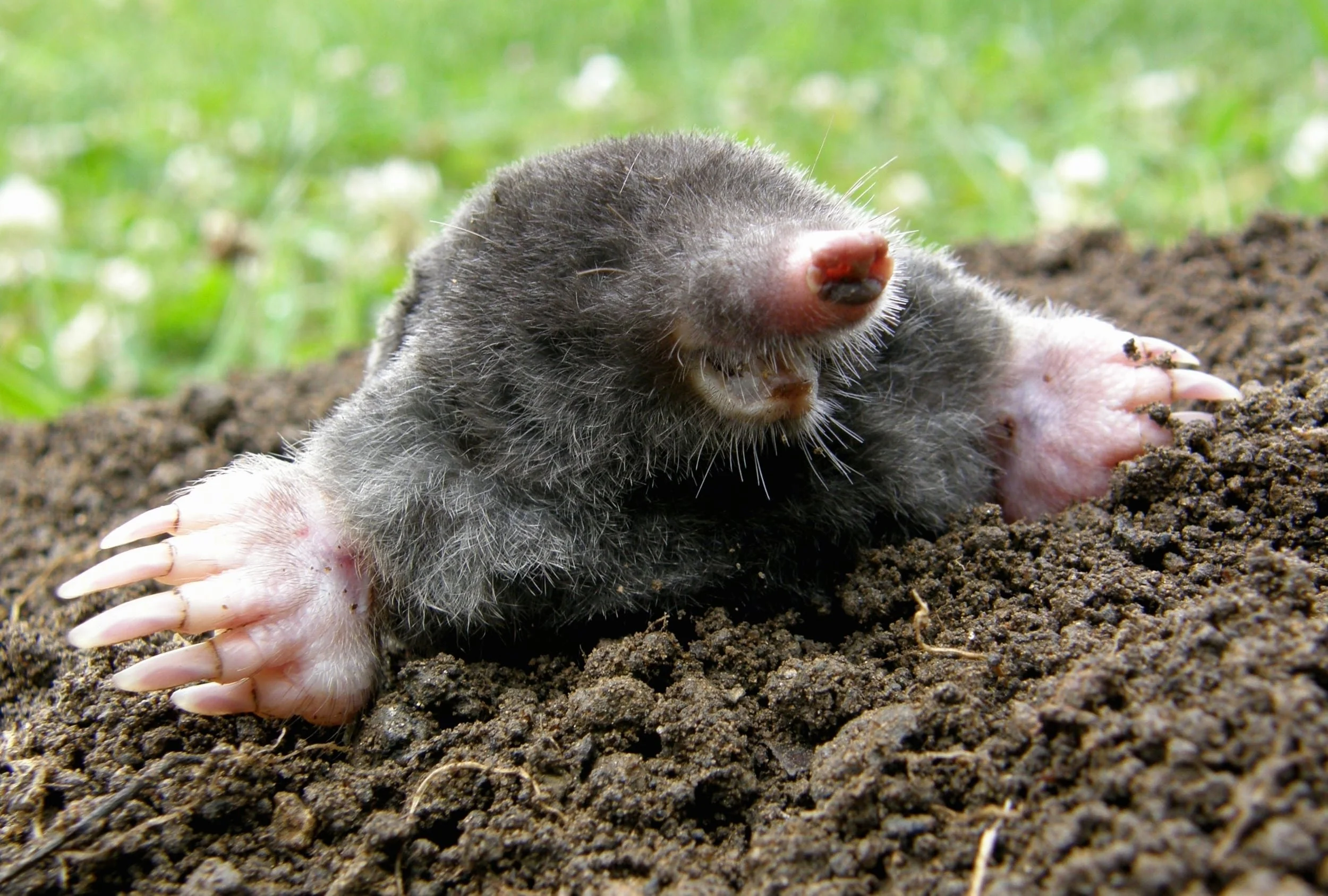 Moles in Autumn &amp; Early Spring: Fast Lawn Recovery and Lasting Control