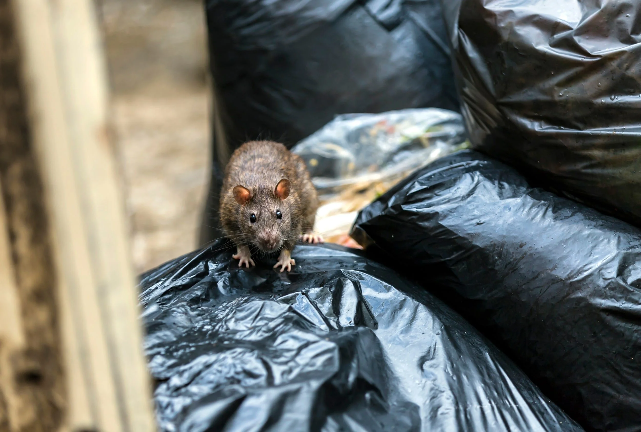 Rats in UK Homes: Professional Insights into Access &amp; Ingress Points — and How to Fix Them