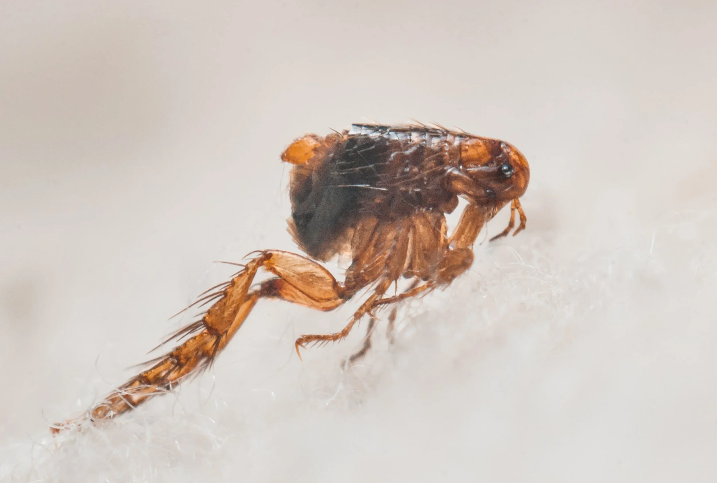 Flea Infestations from Pets: Why They’re Harder to Shift in Rural Homes