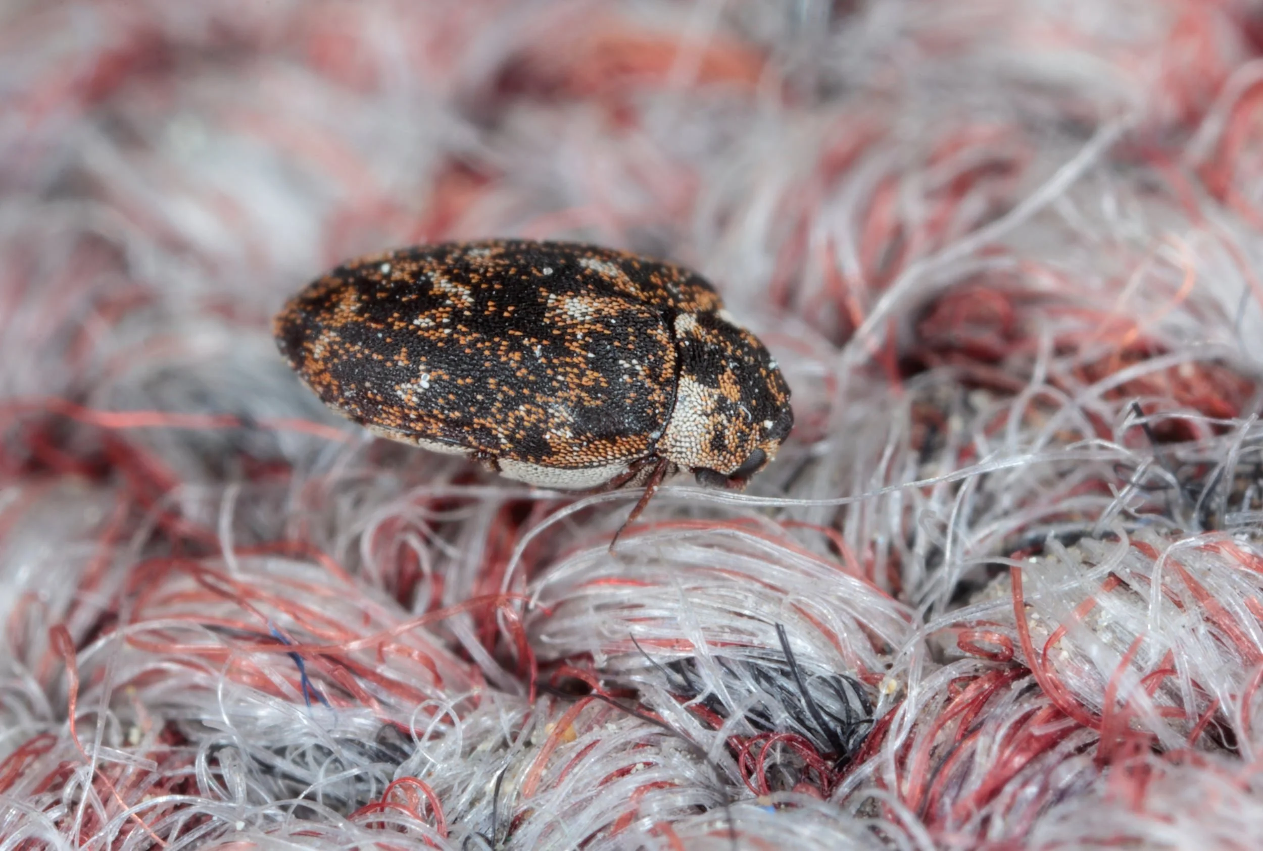 Carpet Moths vs Carpet Beetles: Spot the Difference &amp; Save Your Wool