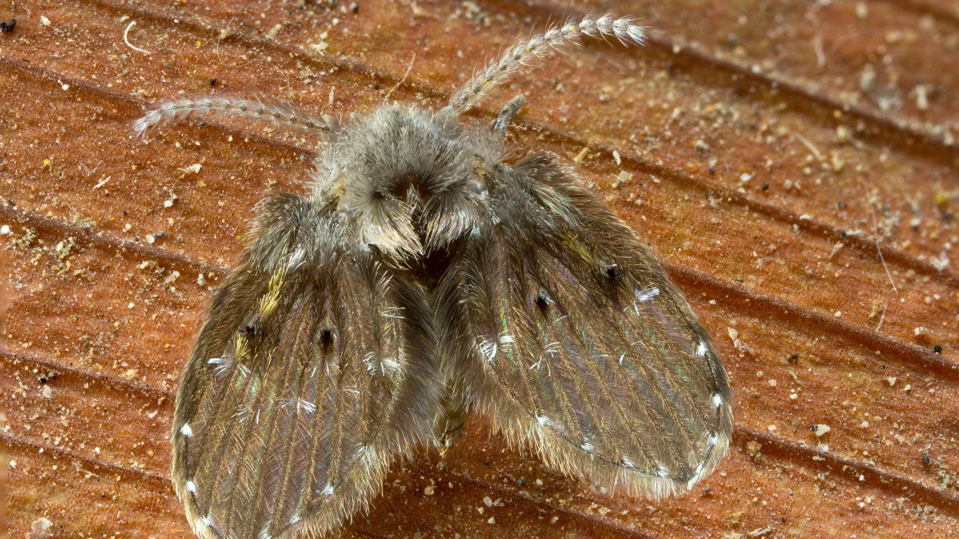 Drain Flies &amp; Phorid Flies: The Tiny Bathroom/Kitchen Flies That Keep Coming Back