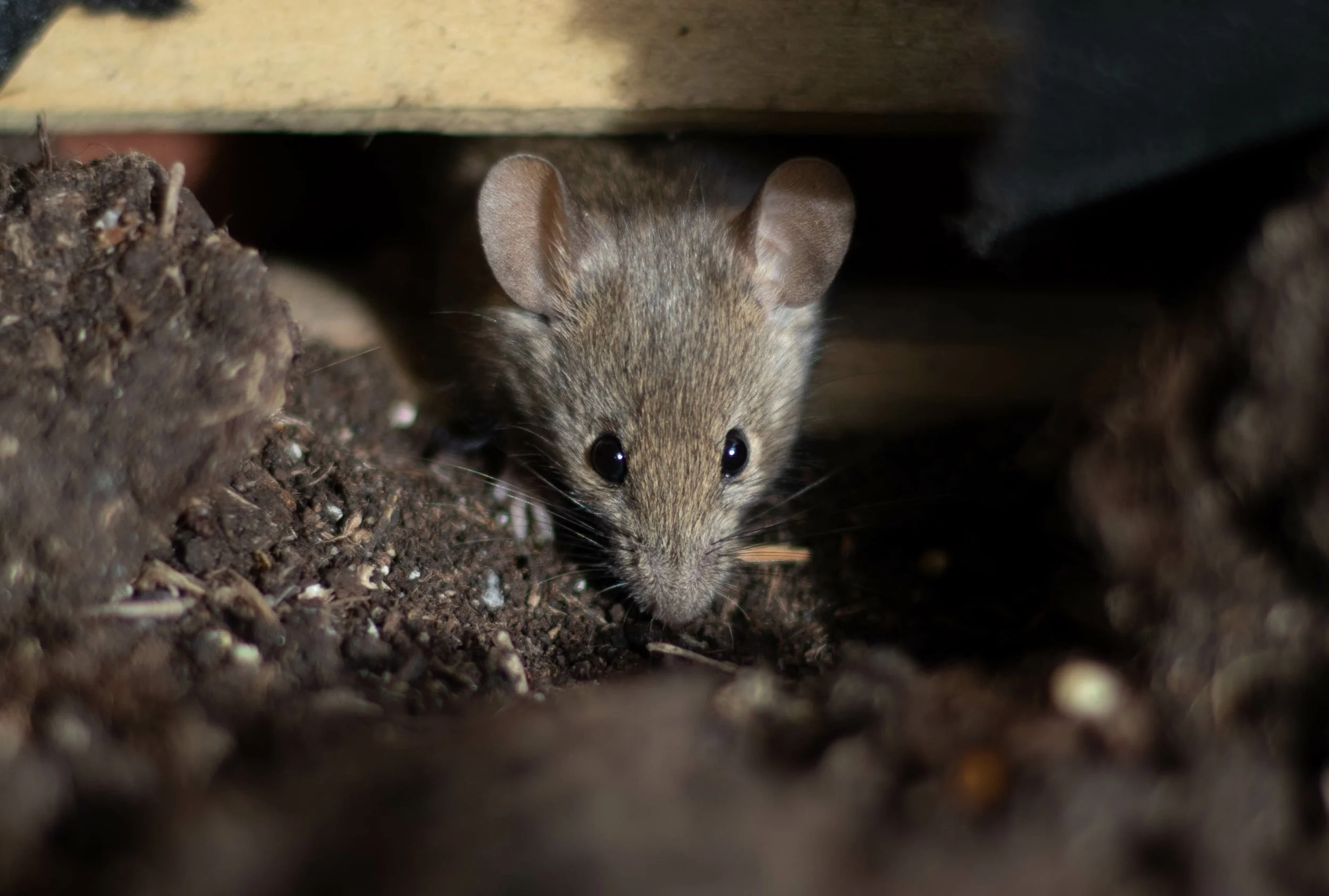 Small mouse peeking out from under a wooden structure — mouse removal in Malvern homes