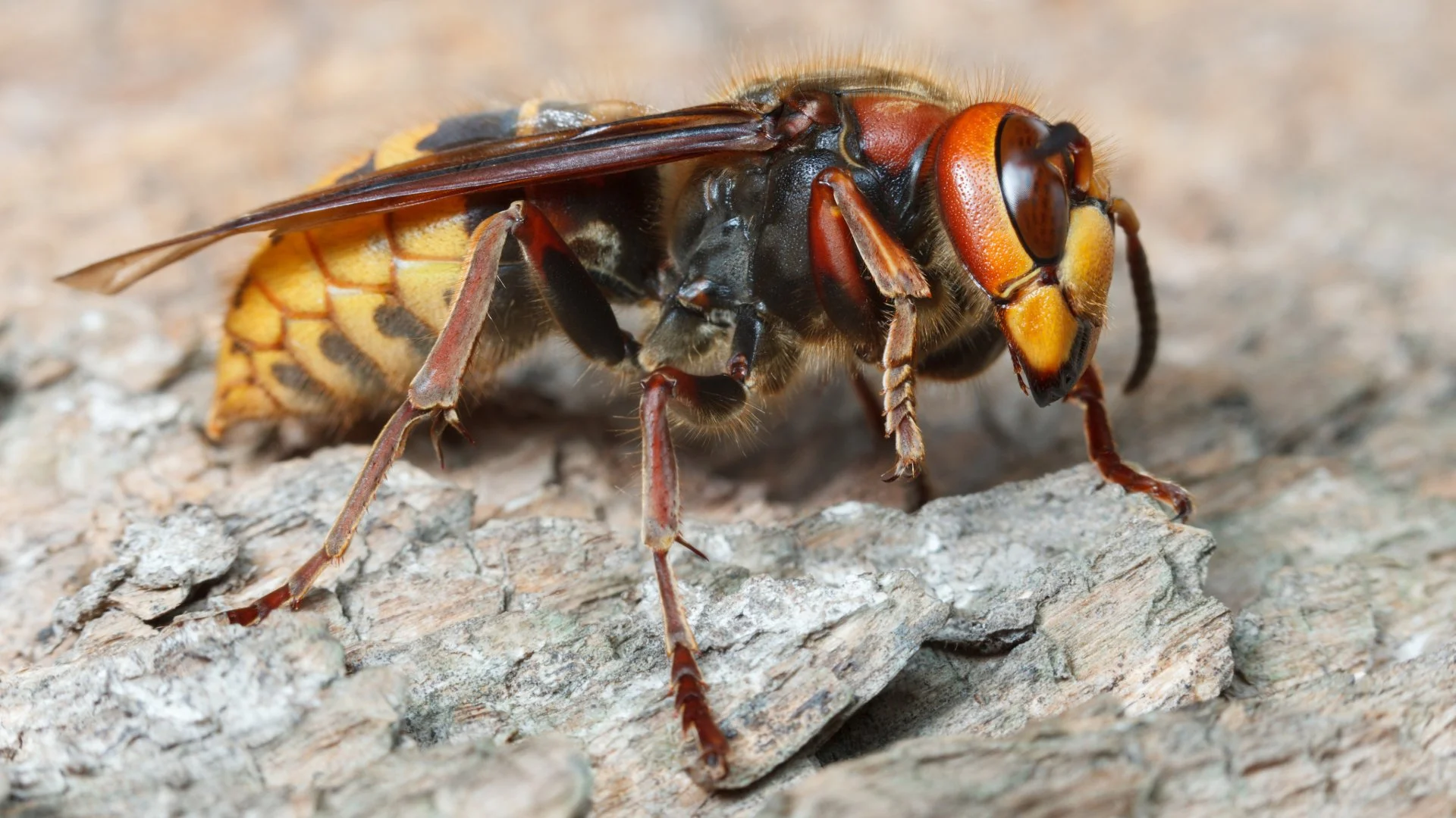 Close-up of a wasp on a rough, gray, bark-like surface.