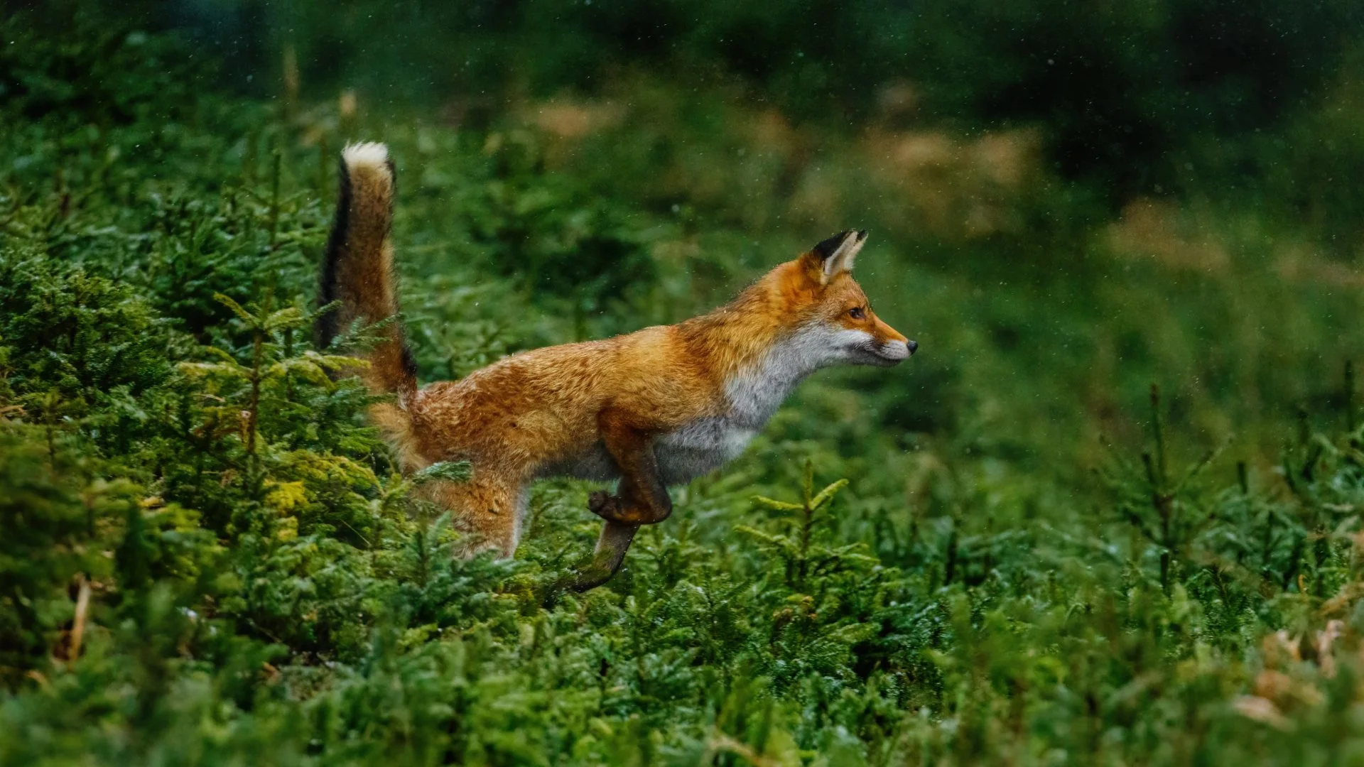 A red fox hopping through green foliage, with its body low to the ground and its tail raised.