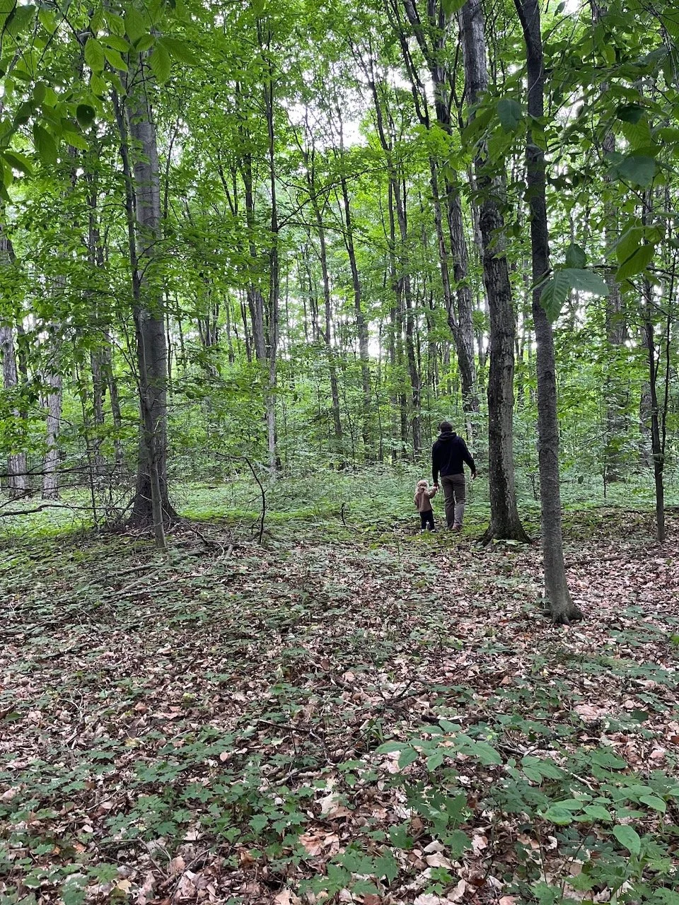 Whispers of Nature: Ground, Buzz, Bloom - Explore the Forest: Hug a Tree (August 9)