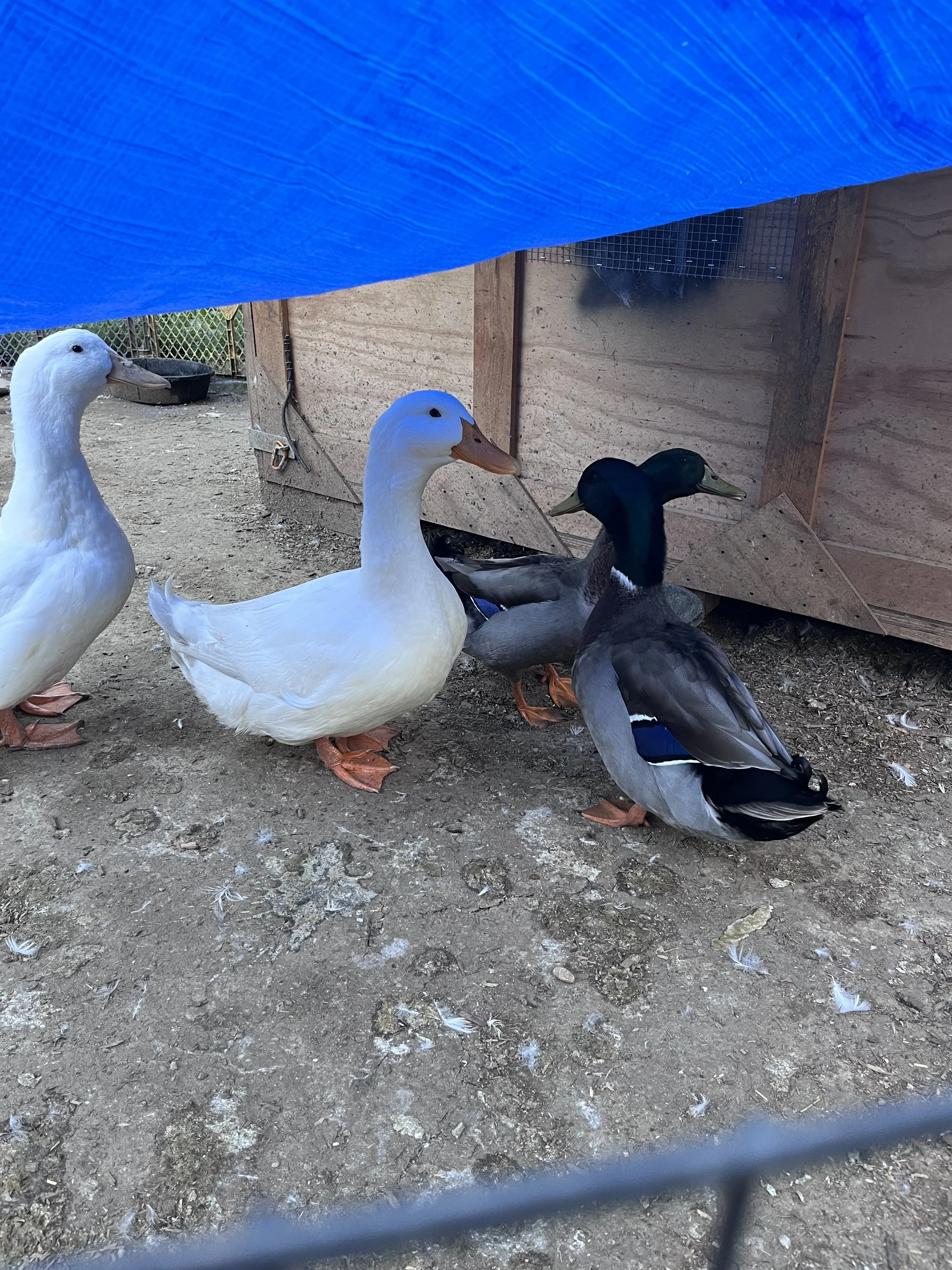 Four ducks standing on dirt ground next to a wooden structure and blue tarp overhead.