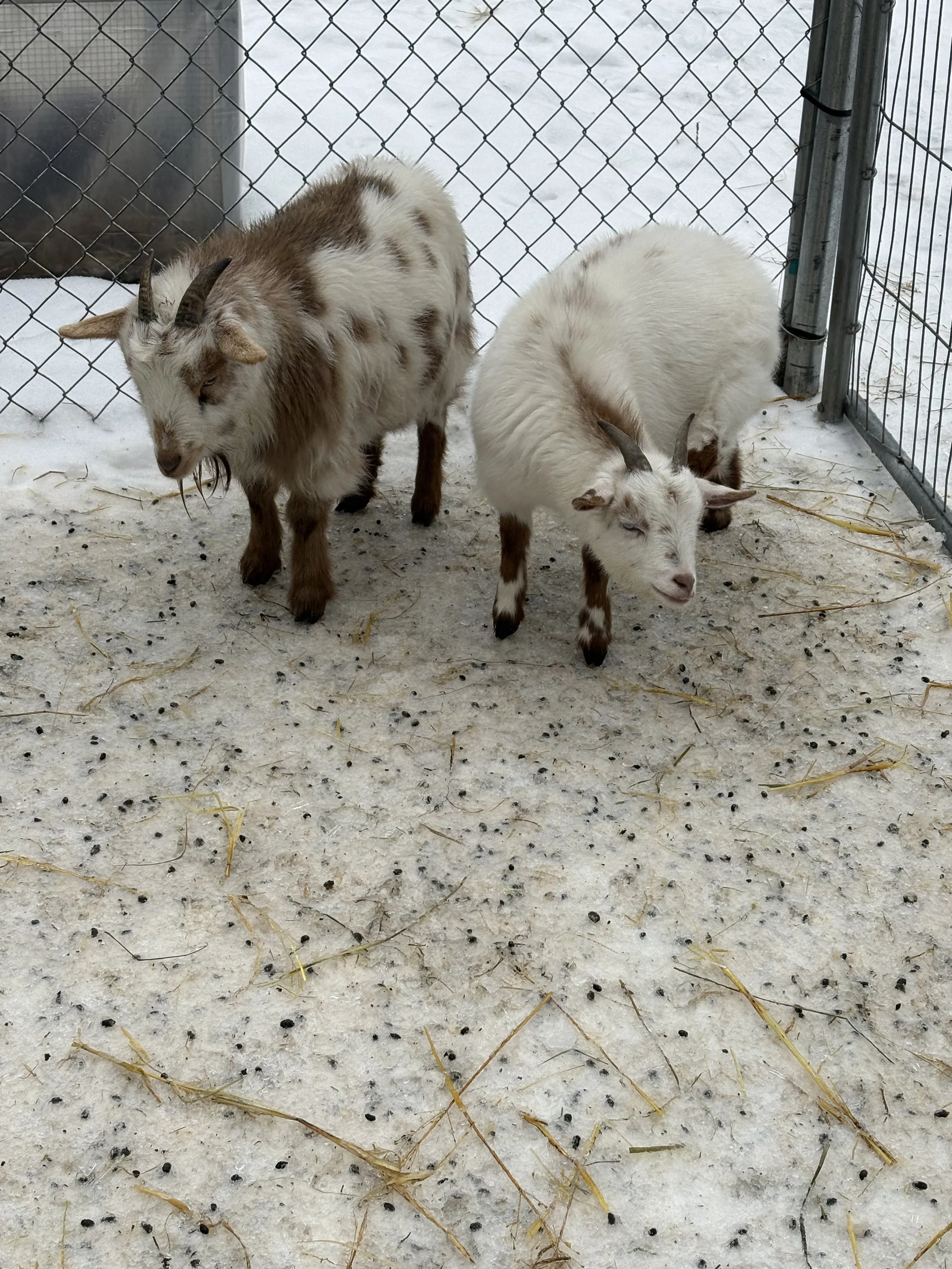 Two goats standing in a snow-covered enclosure