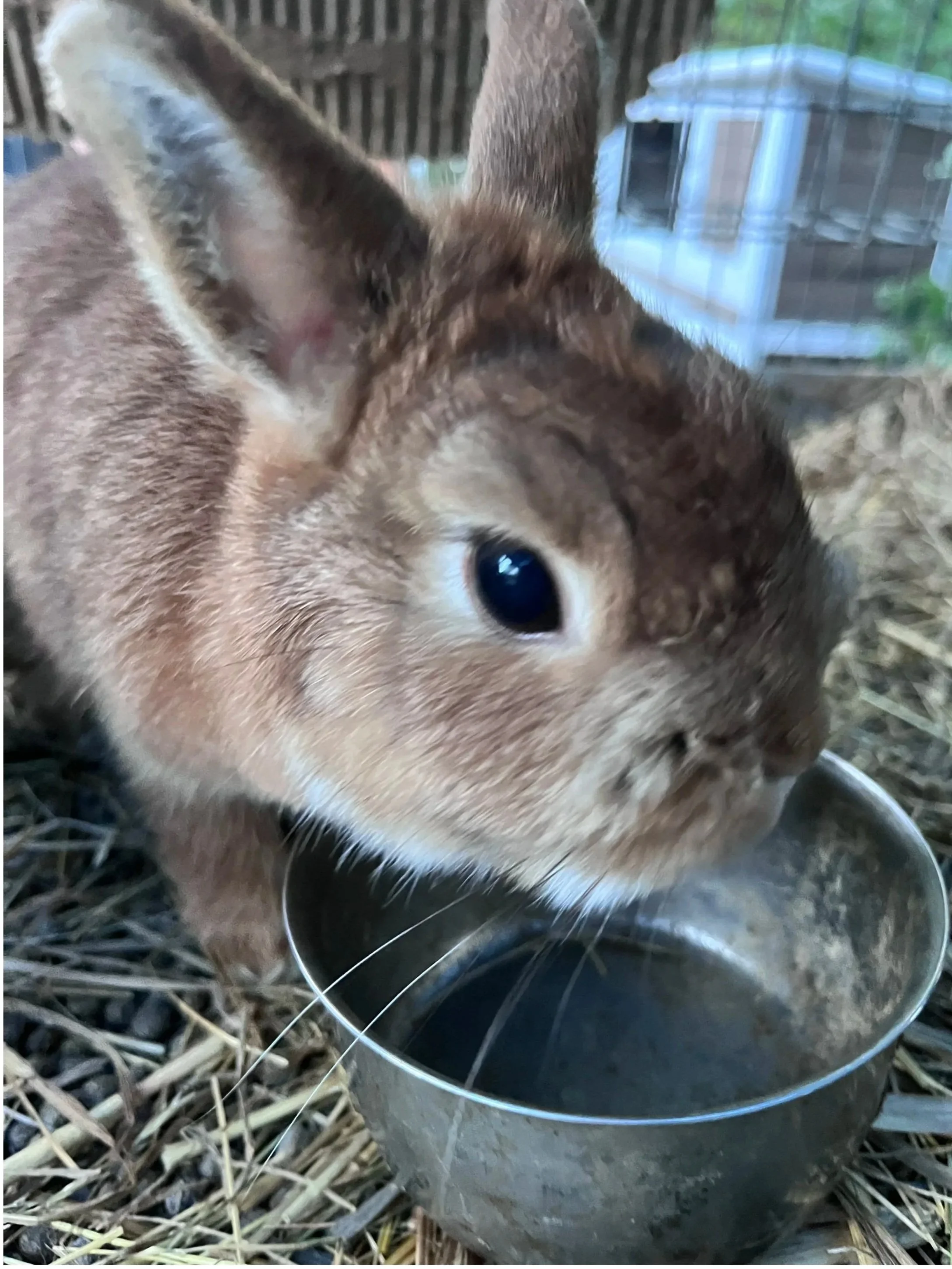 Close-up of a brown rabbit drinking water from a metal bowl on a bed of straw.