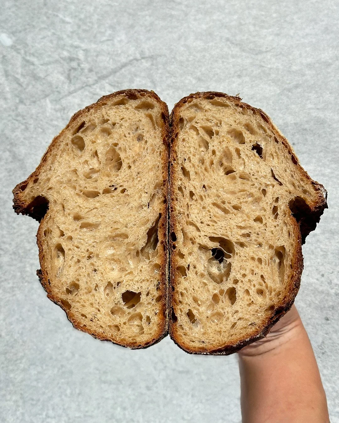 Spelt-cross-section.jpg