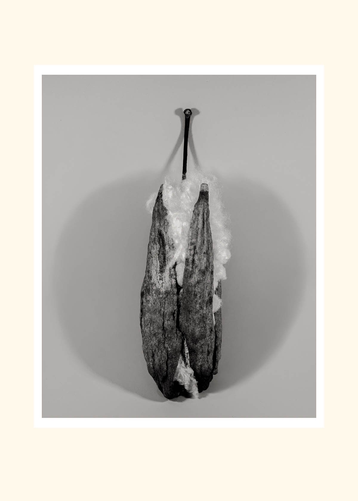 Kapok apple-cream.jpg