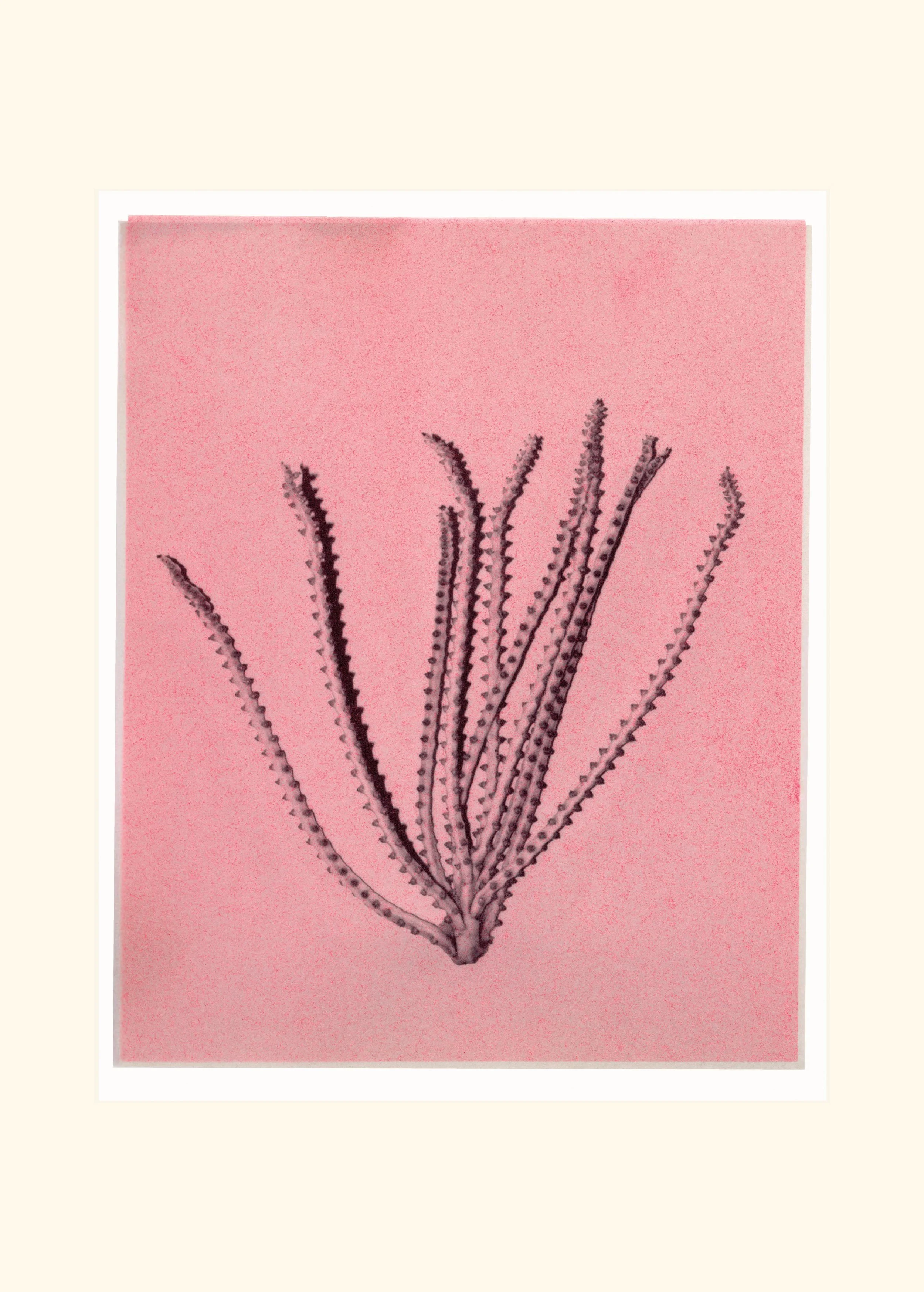 pink inforesence2-cream2.jpg