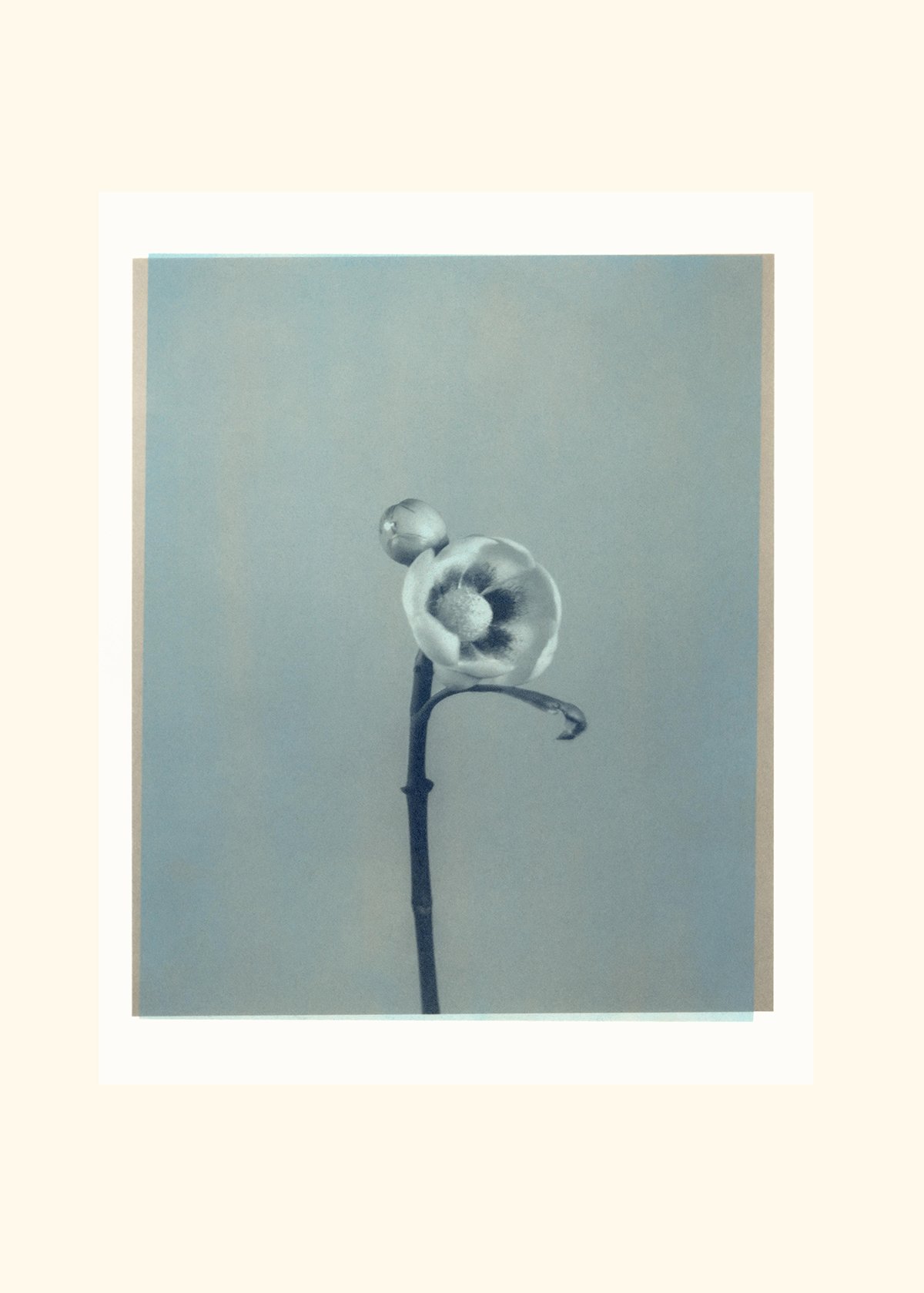 Blue Gumprint flower 2-cream.jpg