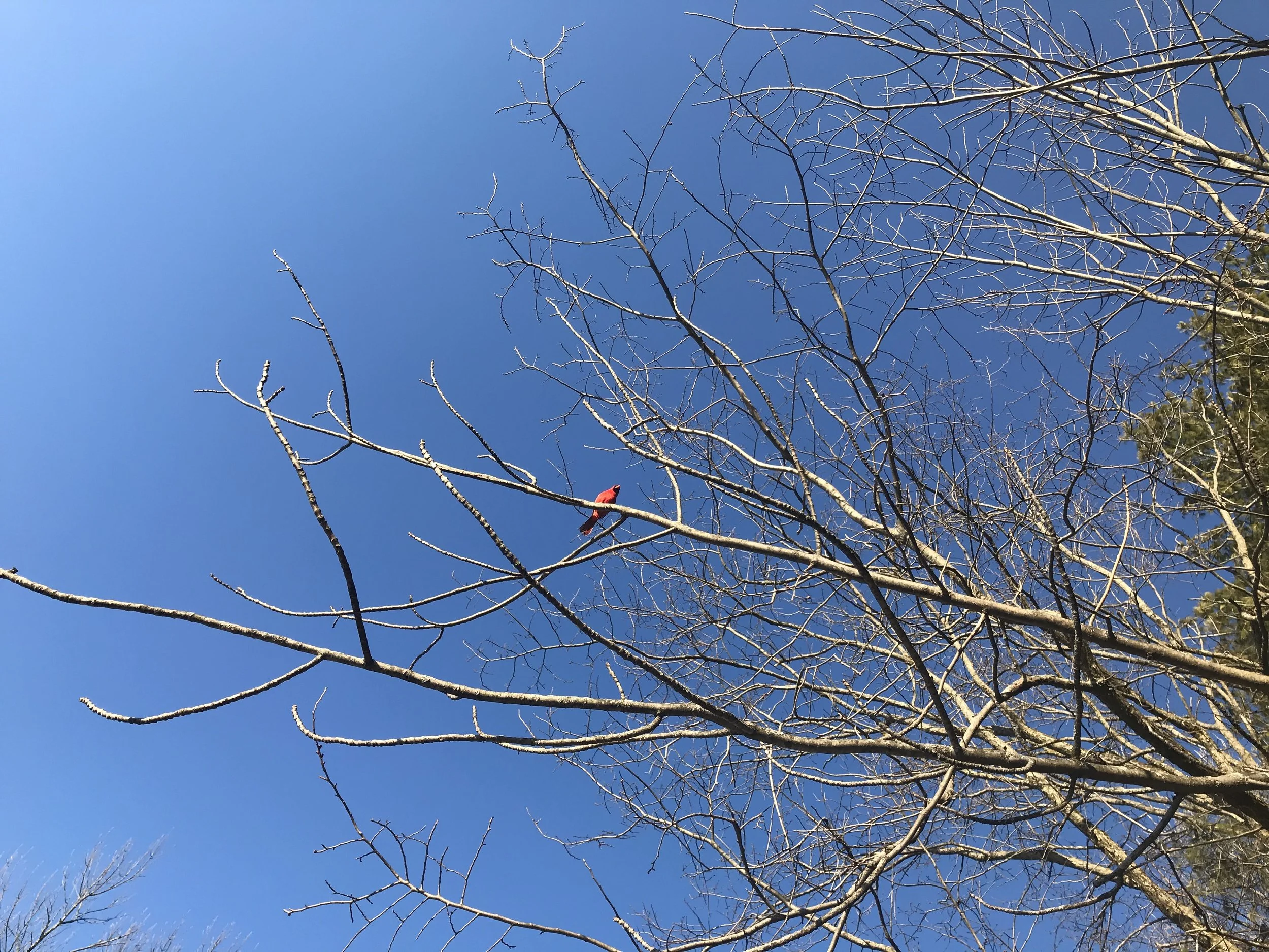 What’s Next? April in Vermont brings aliveness is small bursts.