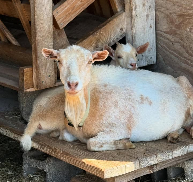 Rose and Blossom.PNG