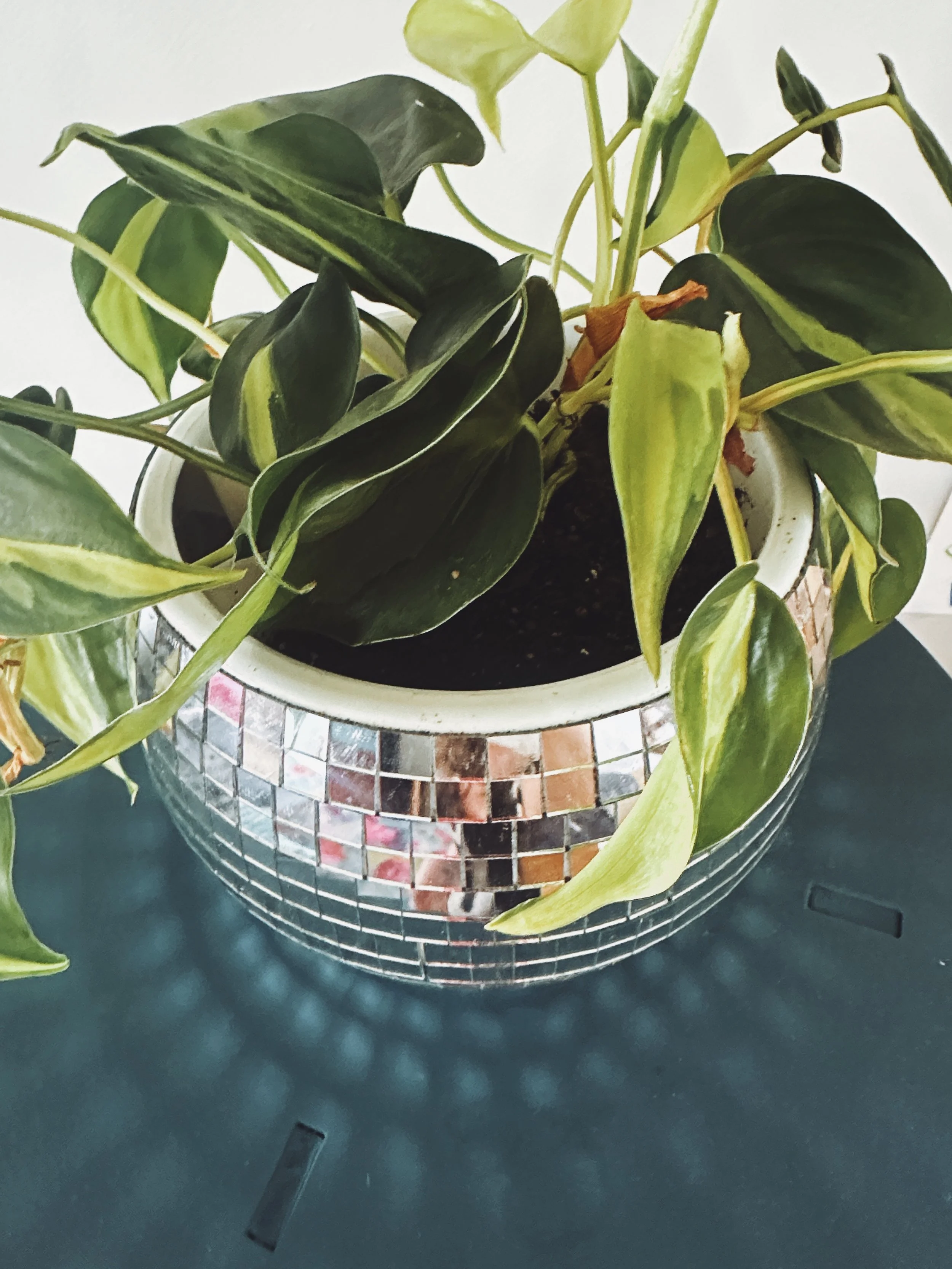 plants for pets