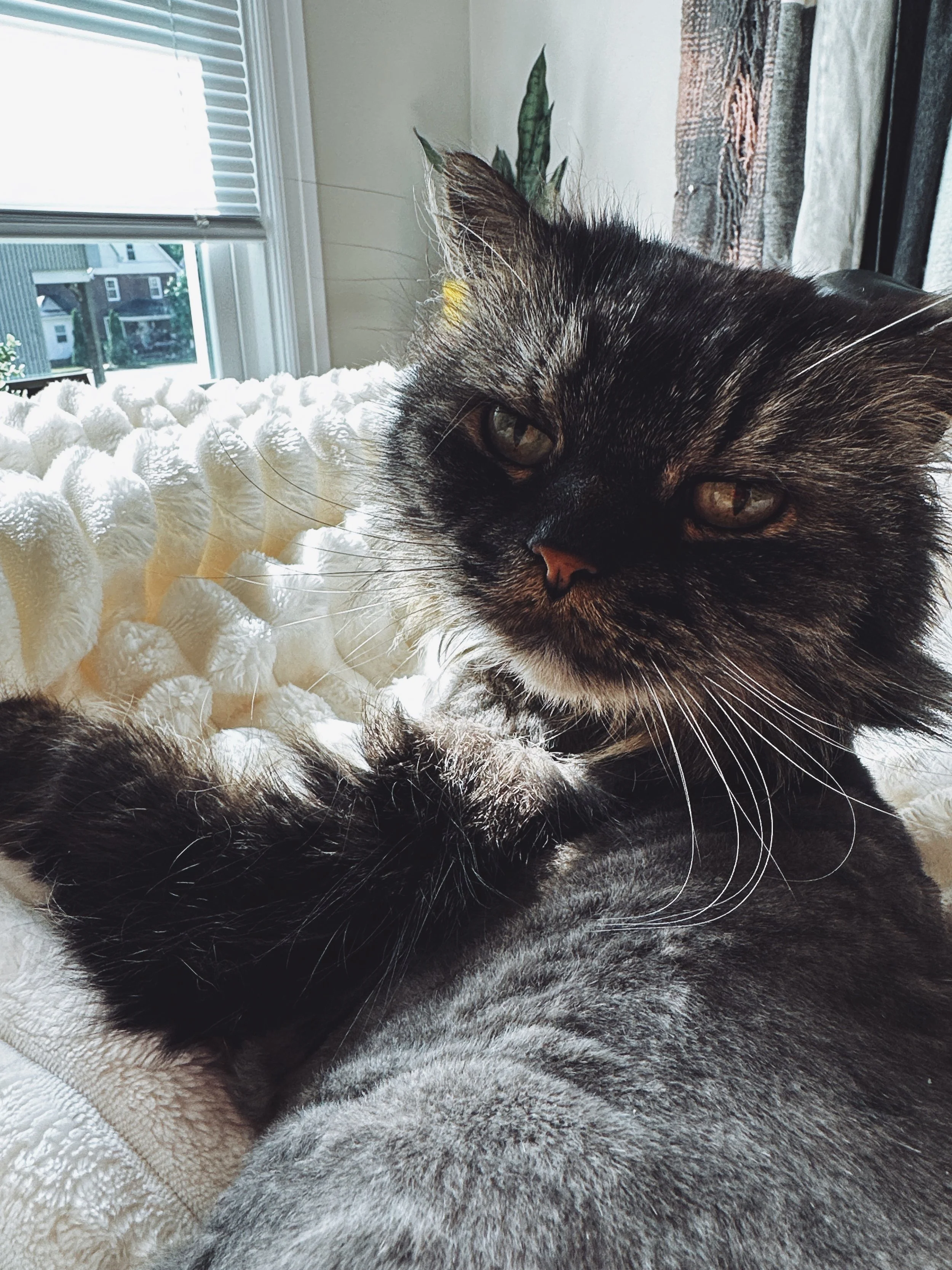 sheldon windsor kesner - ashley kesner's awesome cat