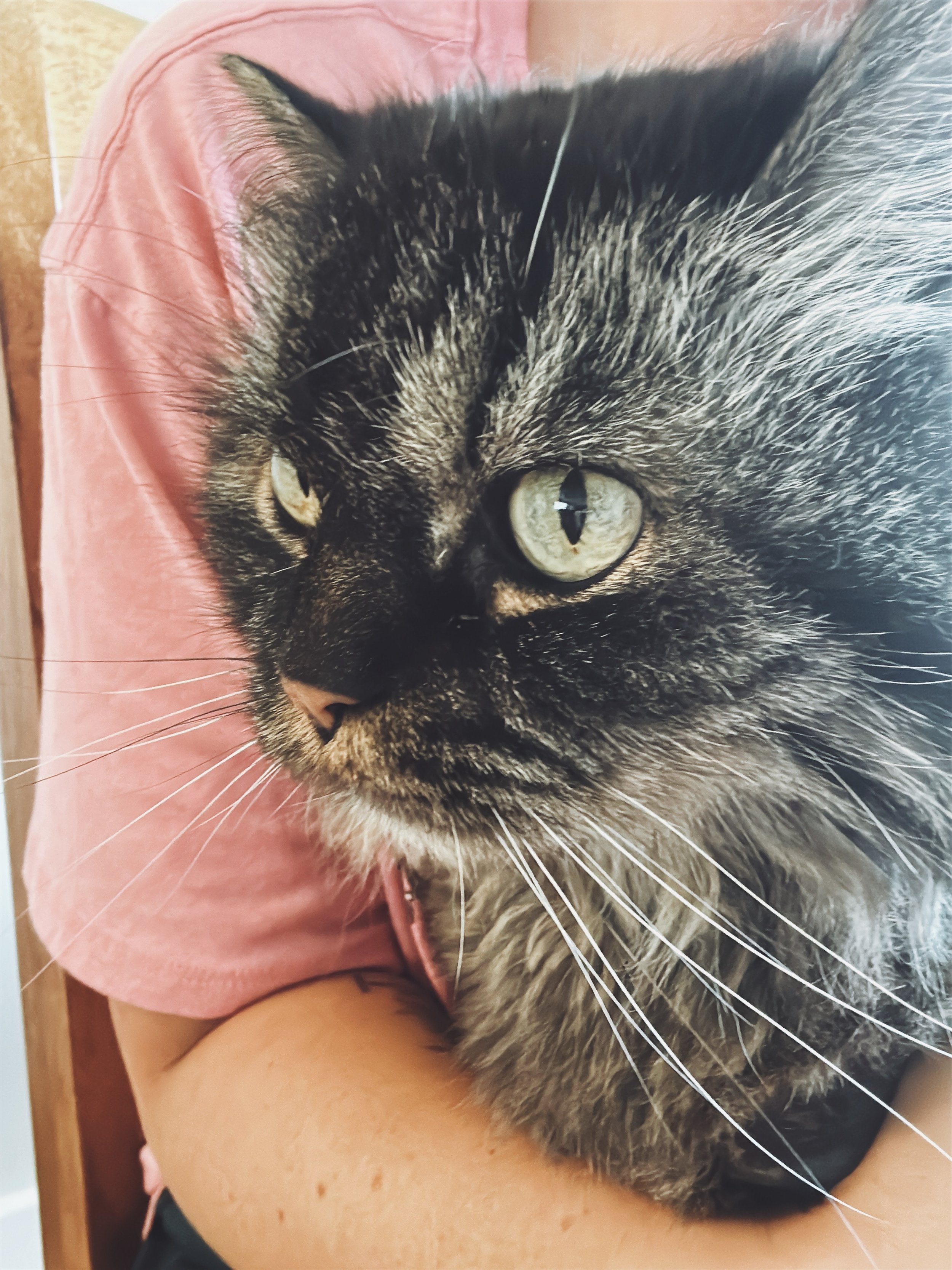 Close-up of a tabby cat with green eyes resting on a person's arm.