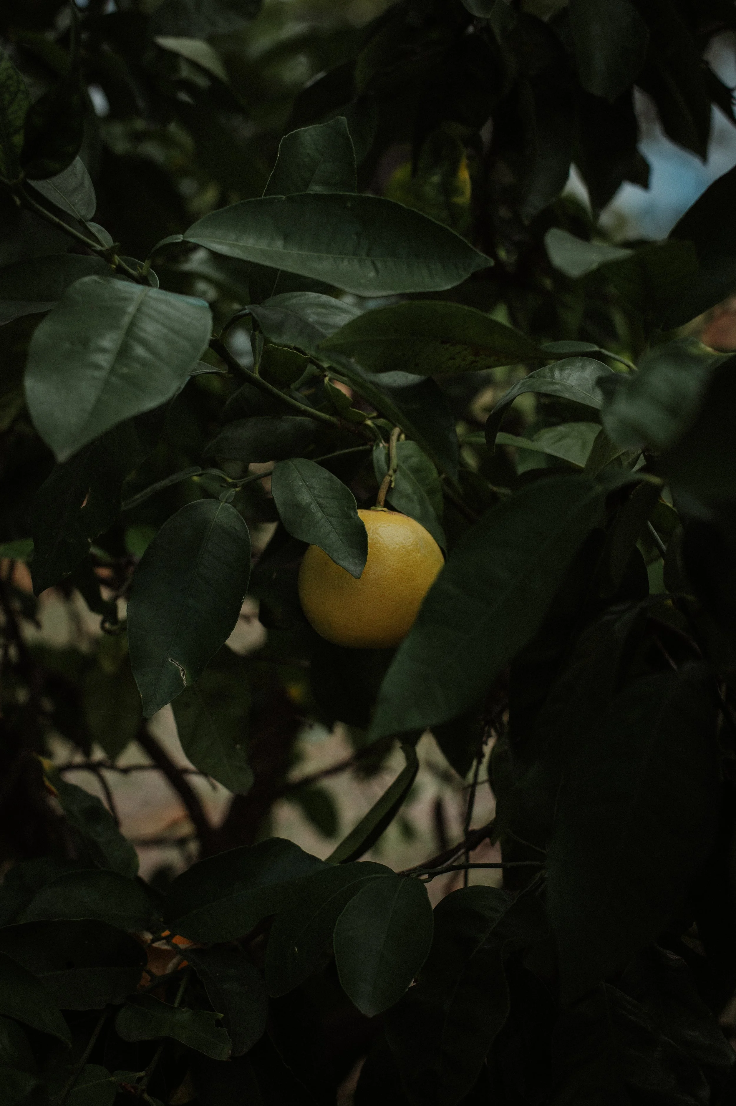 DSC_6828.JPEG