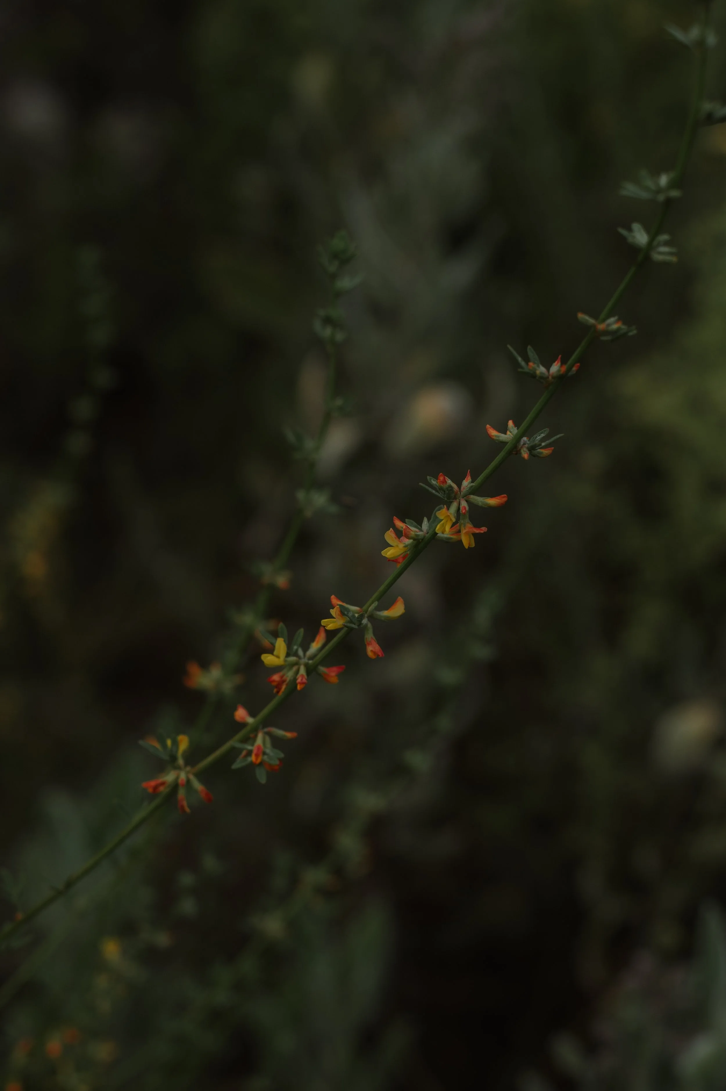 DSC_6837.JPEG