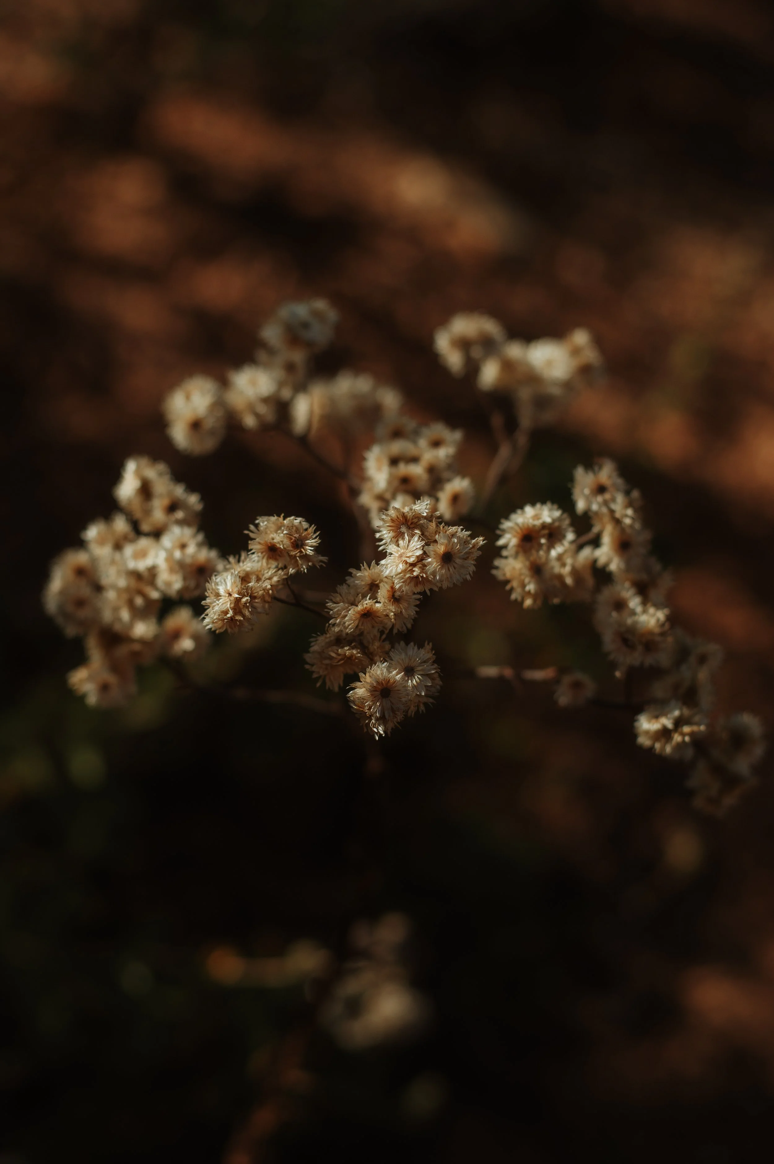 DSC_6670.JPEG
