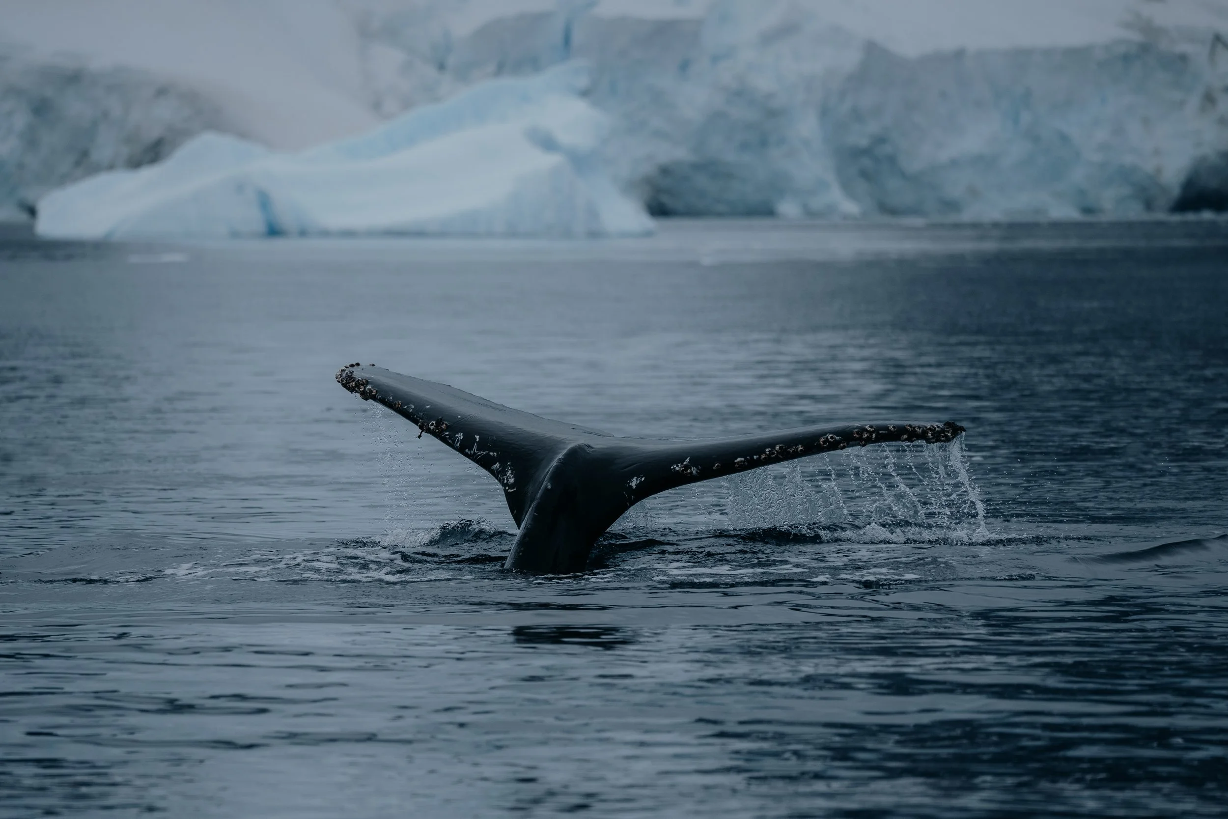 Antarctica extrasi.jpeg